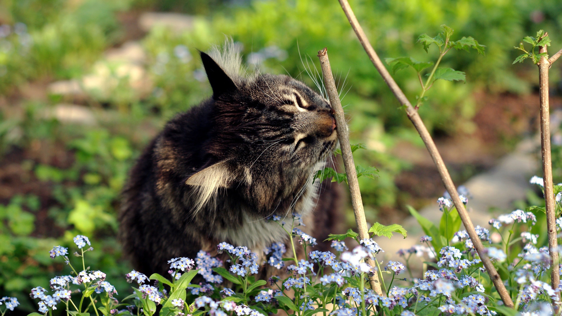 Котенок в цветах