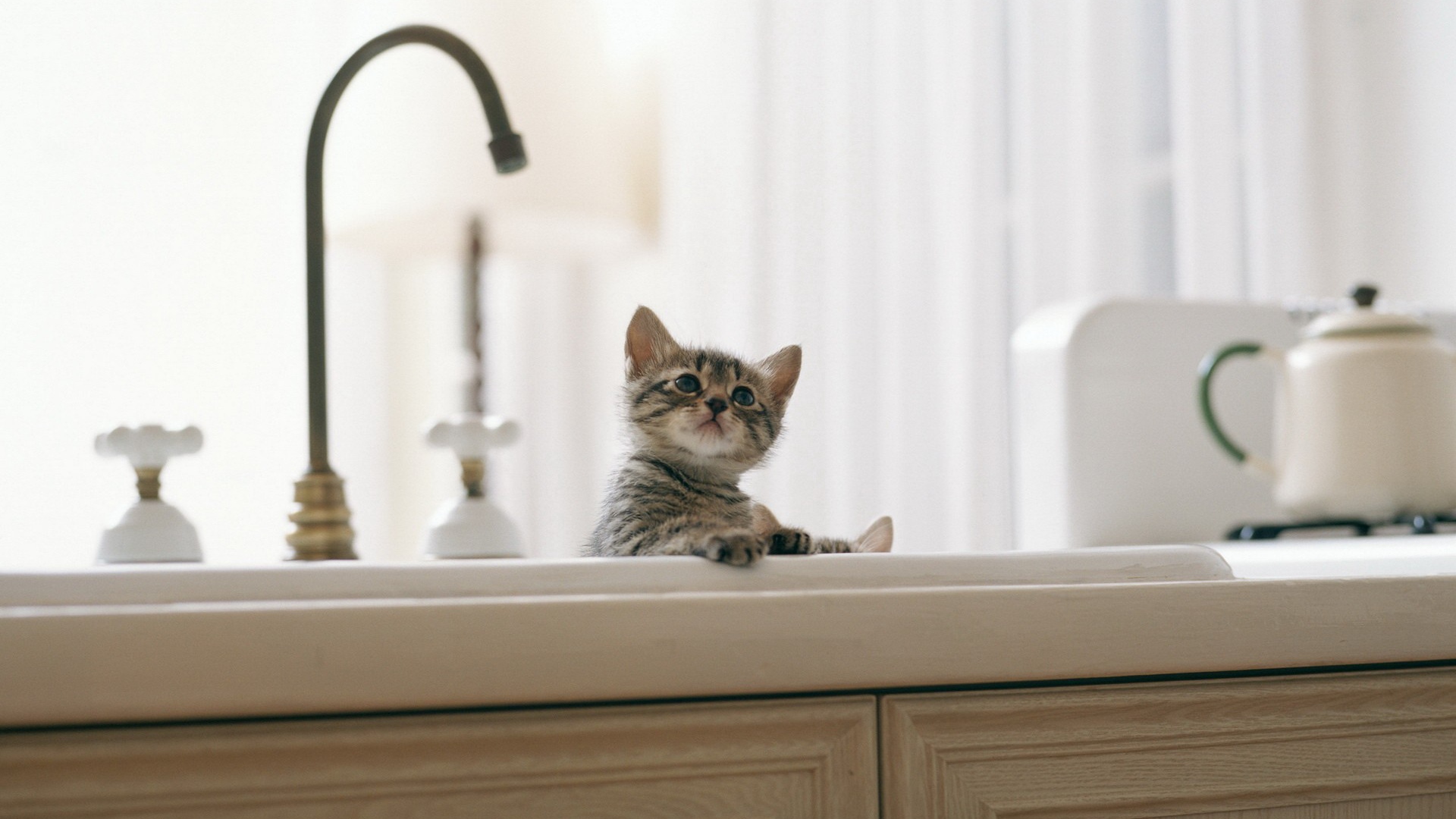 Котенок купается в раковине