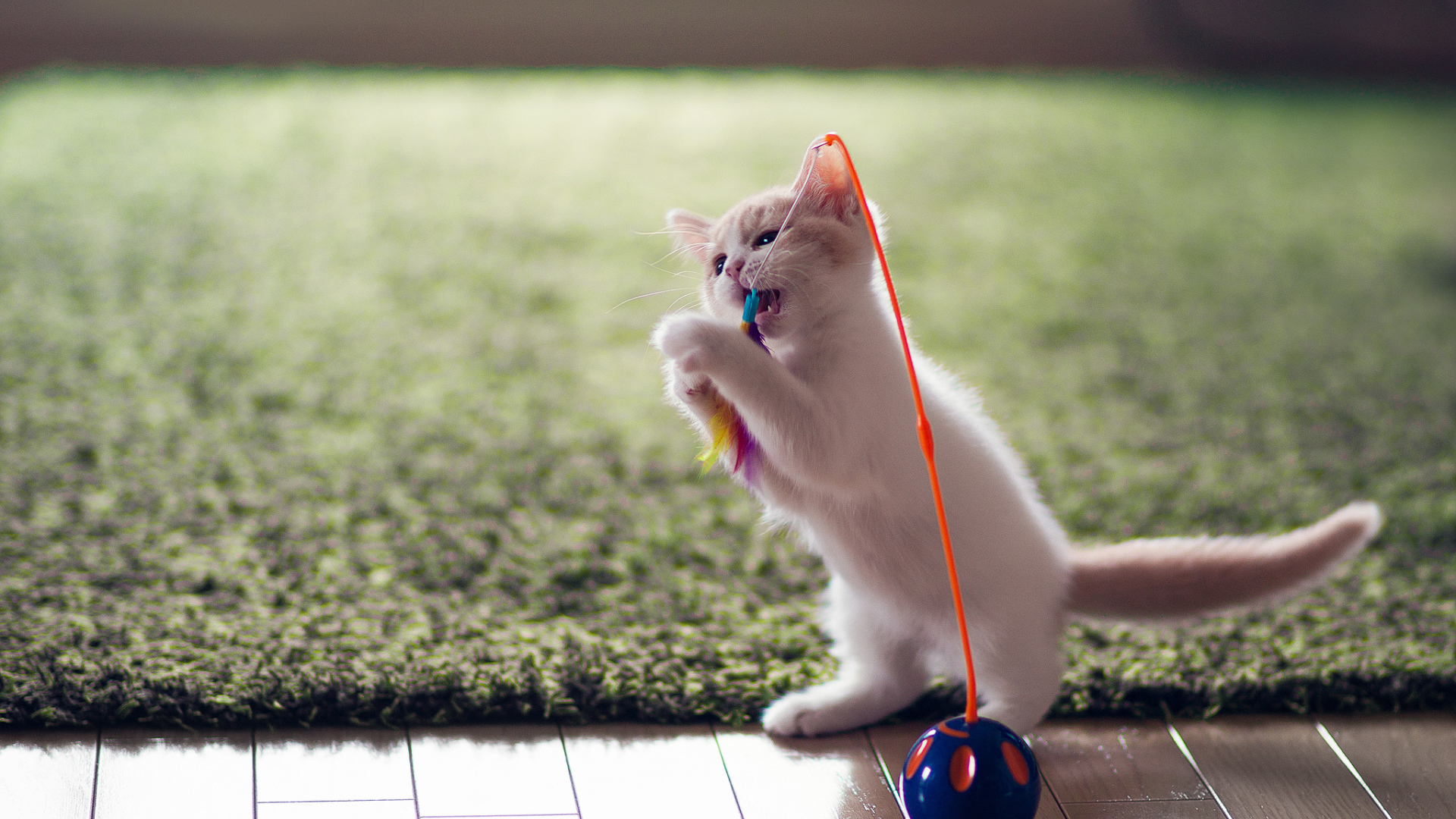 Котенок играет