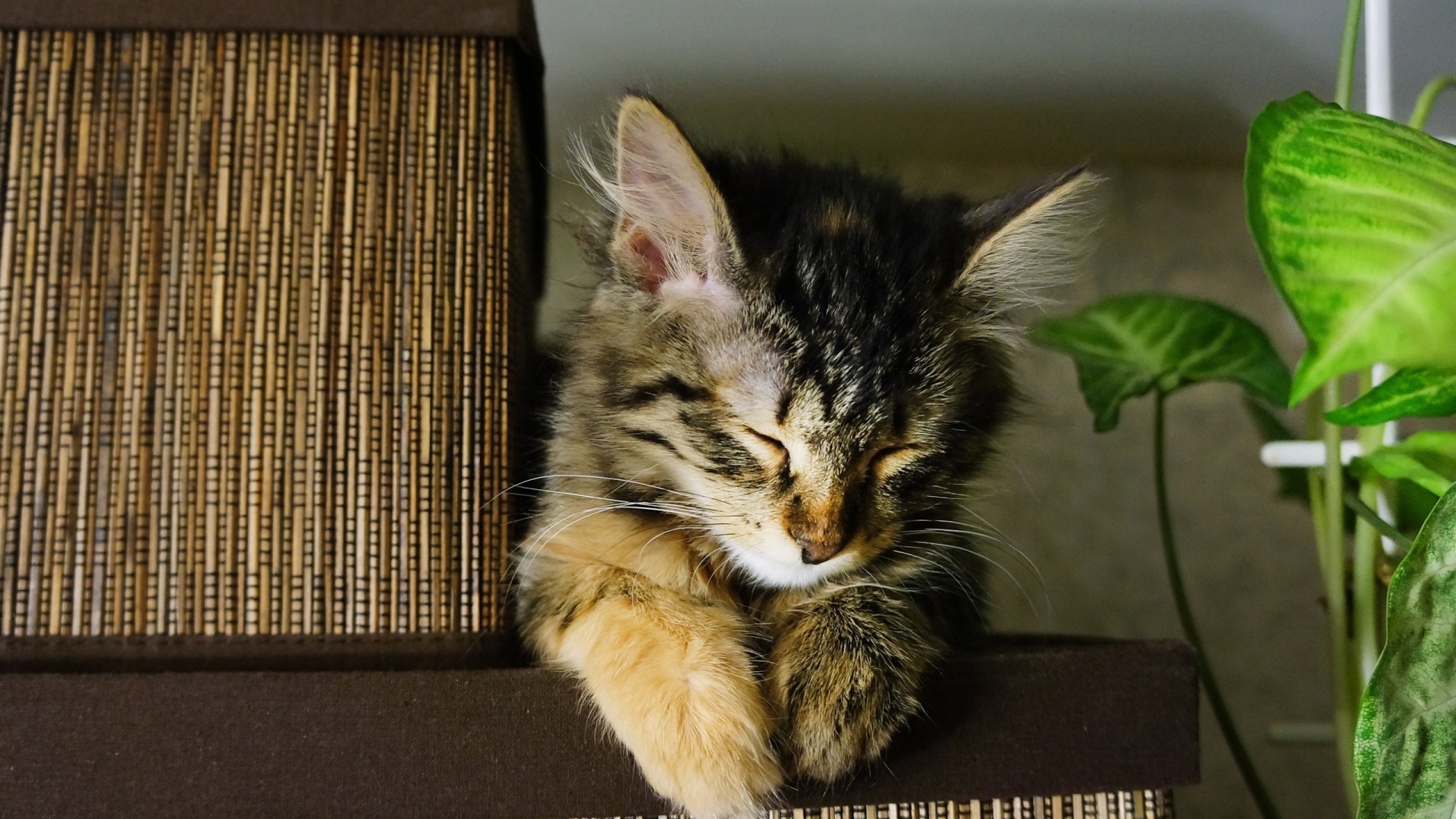 Маленький красивый кот устал