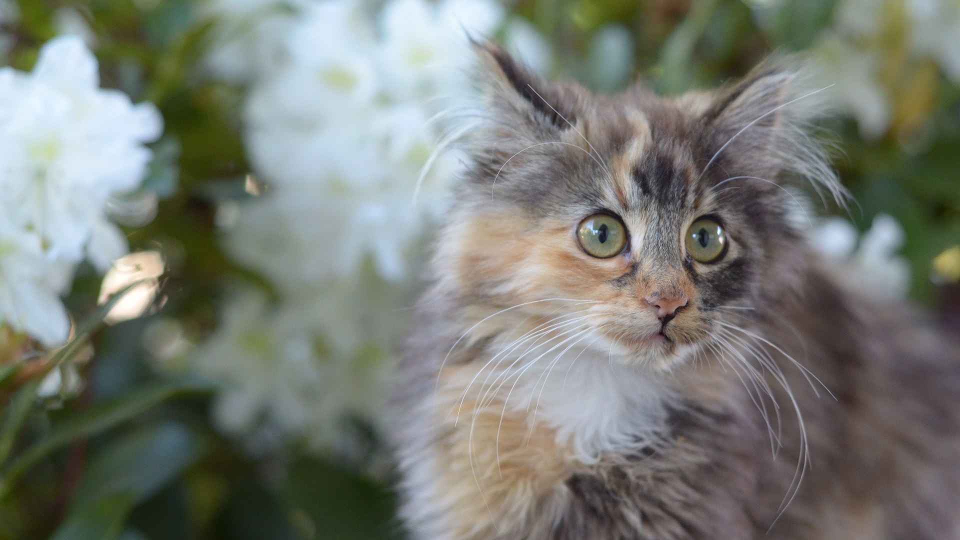 Мартовский кот