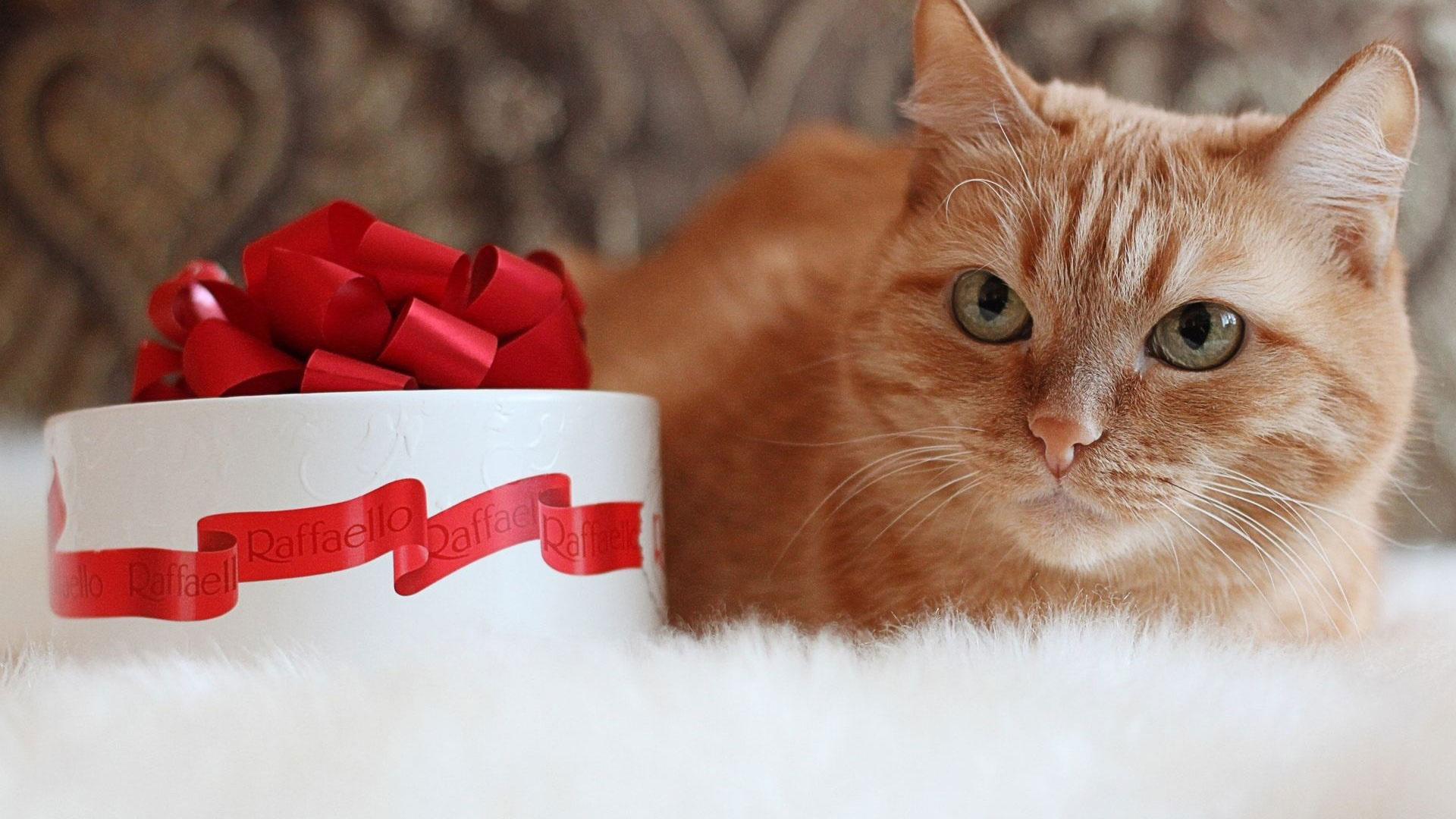Рыжий кот и рафаэлло