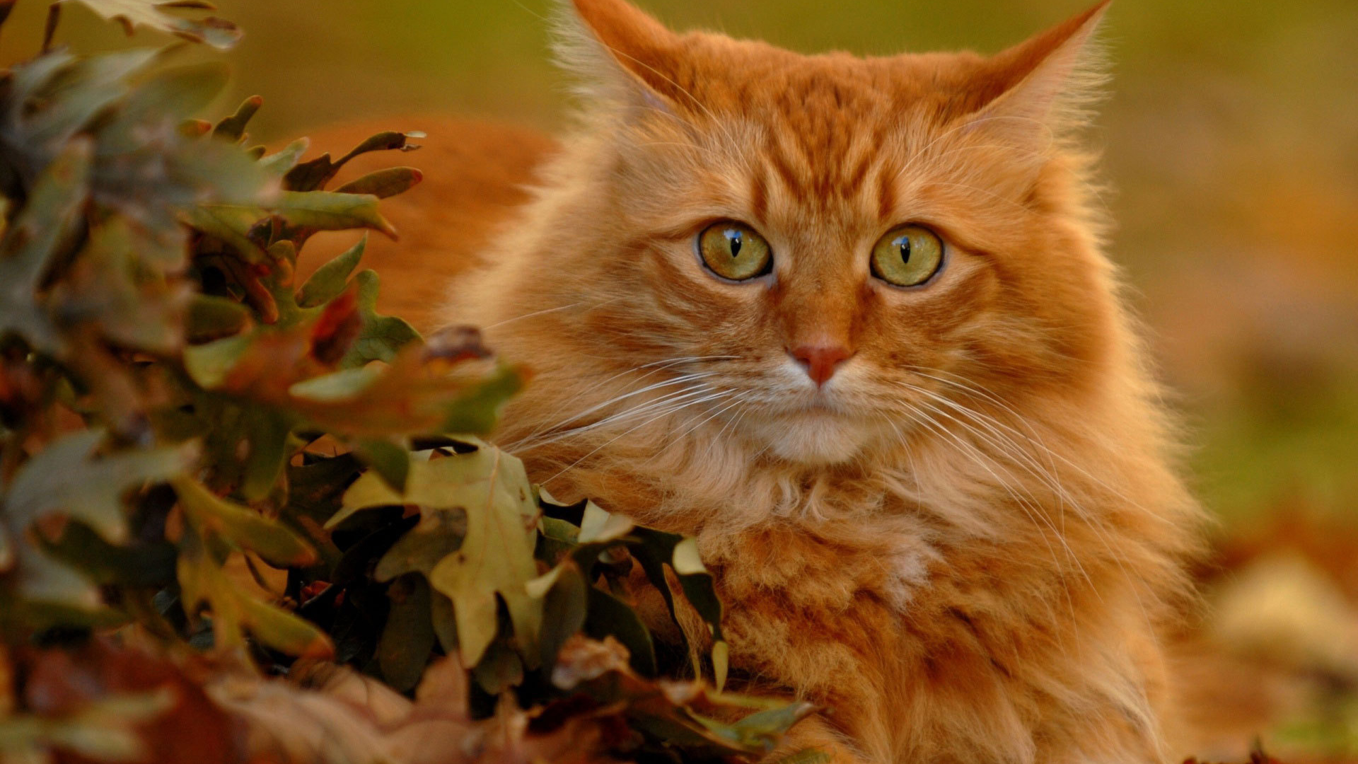 Red Cat in autumn leaves