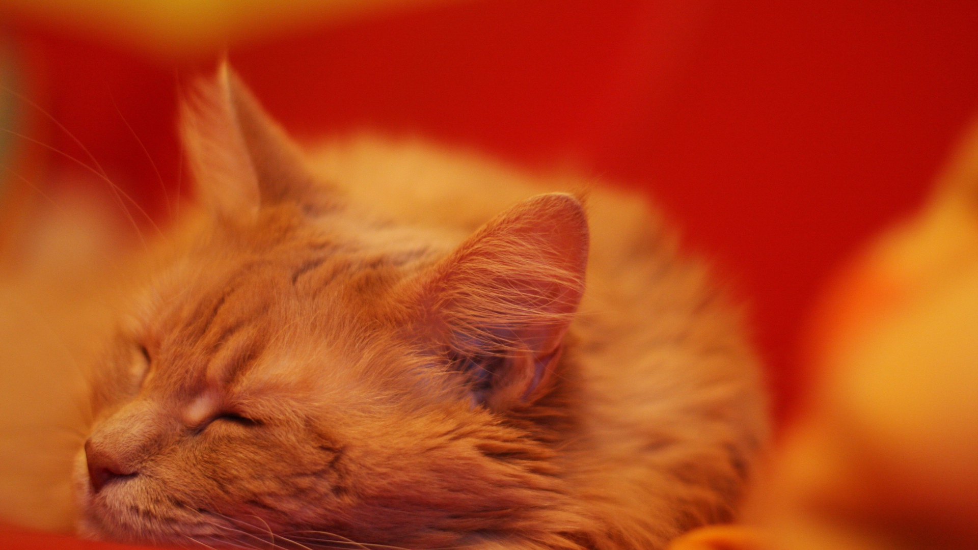 Рыжий кот мейн-кун на красном покрывале