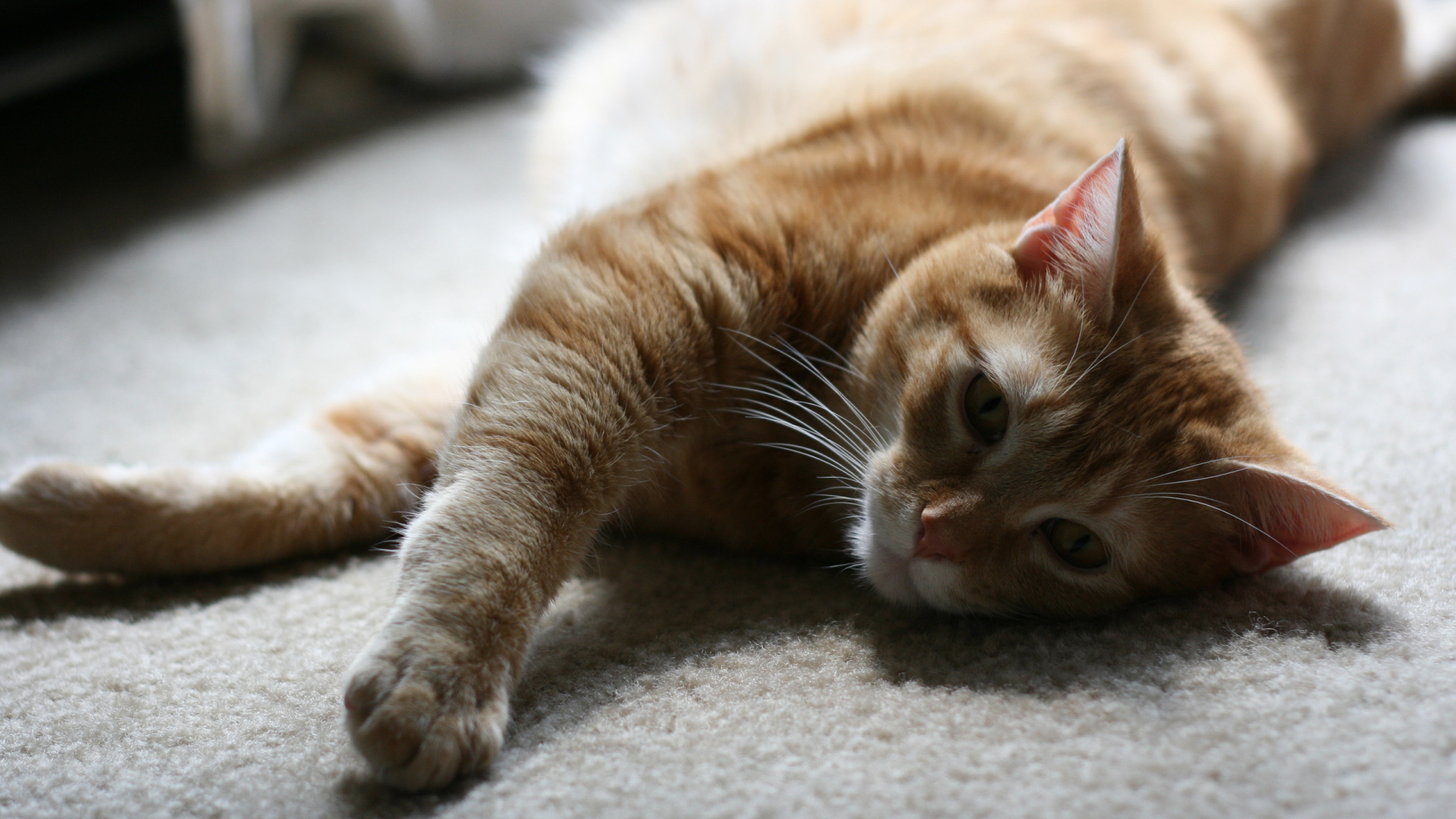 Рыжий симпатичный кот на полу