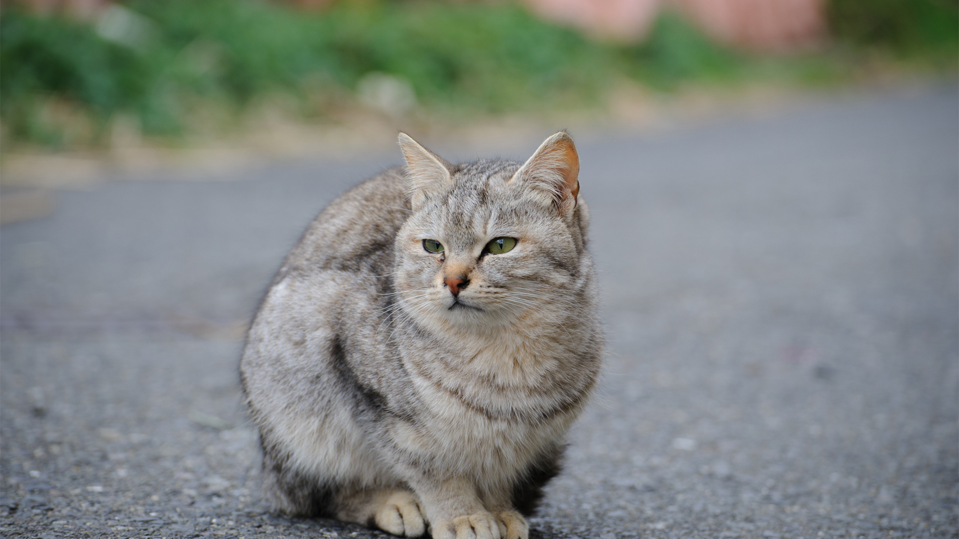 Грустный уличный кот