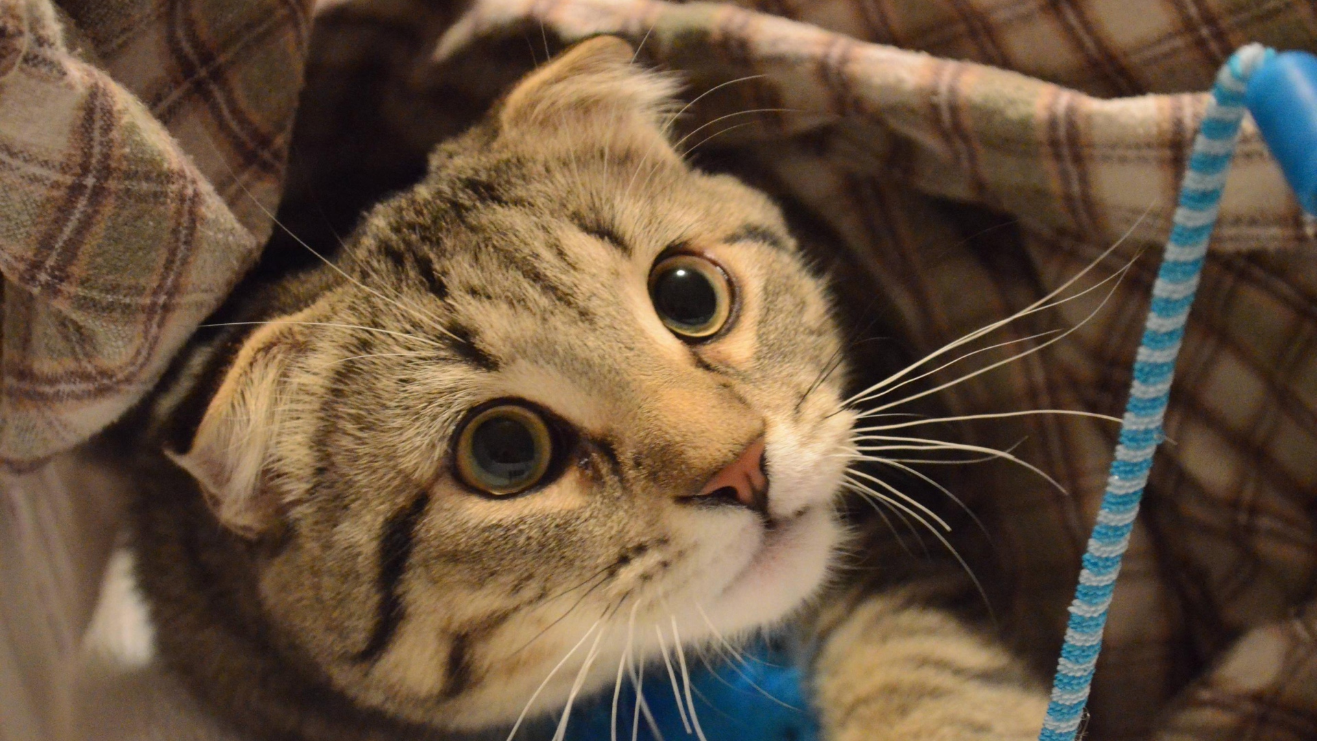 Шотландский вислоухий кот что-то увидел