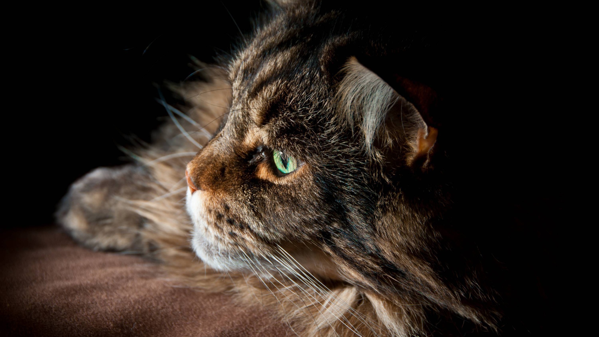 Серьёзный кот мейн-кун с зелёными глазами