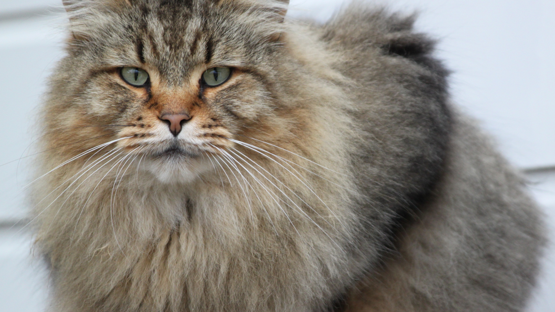 Взрослый серьёзный кот мейн-кун