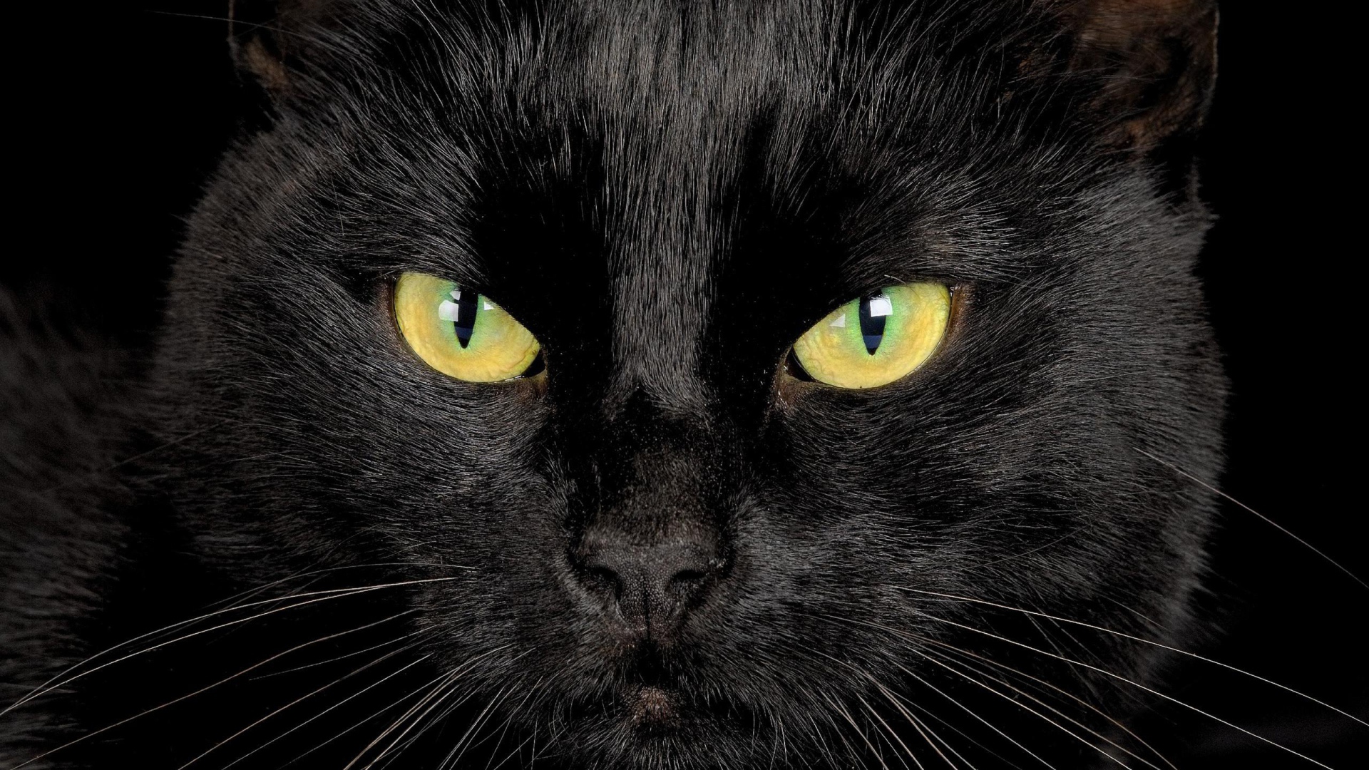Серьёзный чёрный кот крупным планом