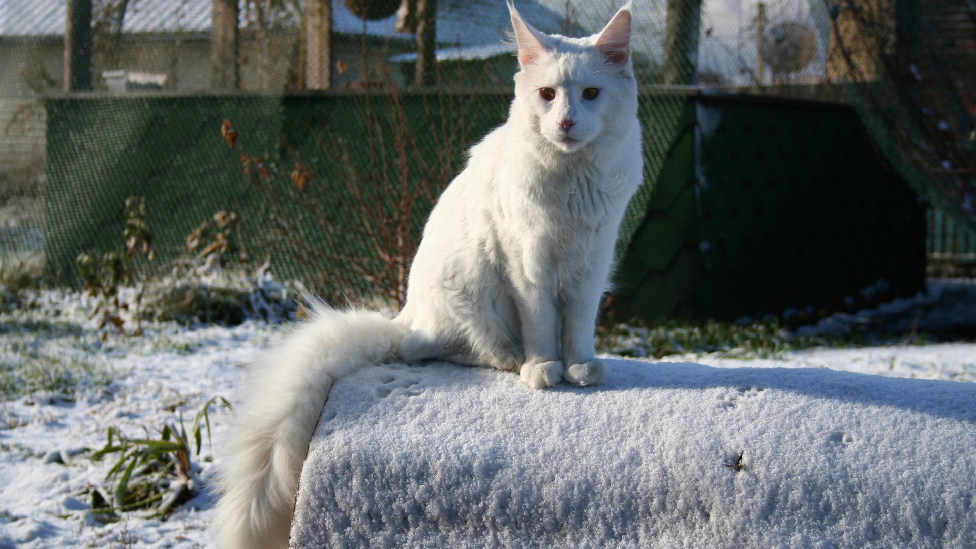 Белый серьёзный кот мейн-кун зимой