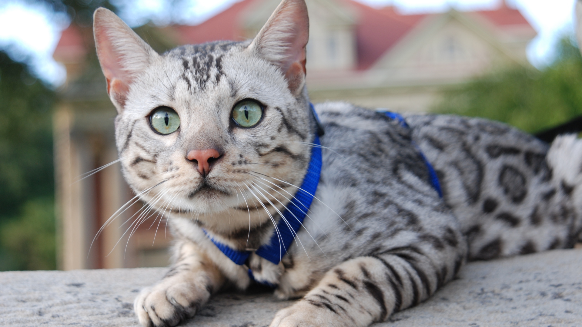 Серебристый бенгальский кот во дворе дома