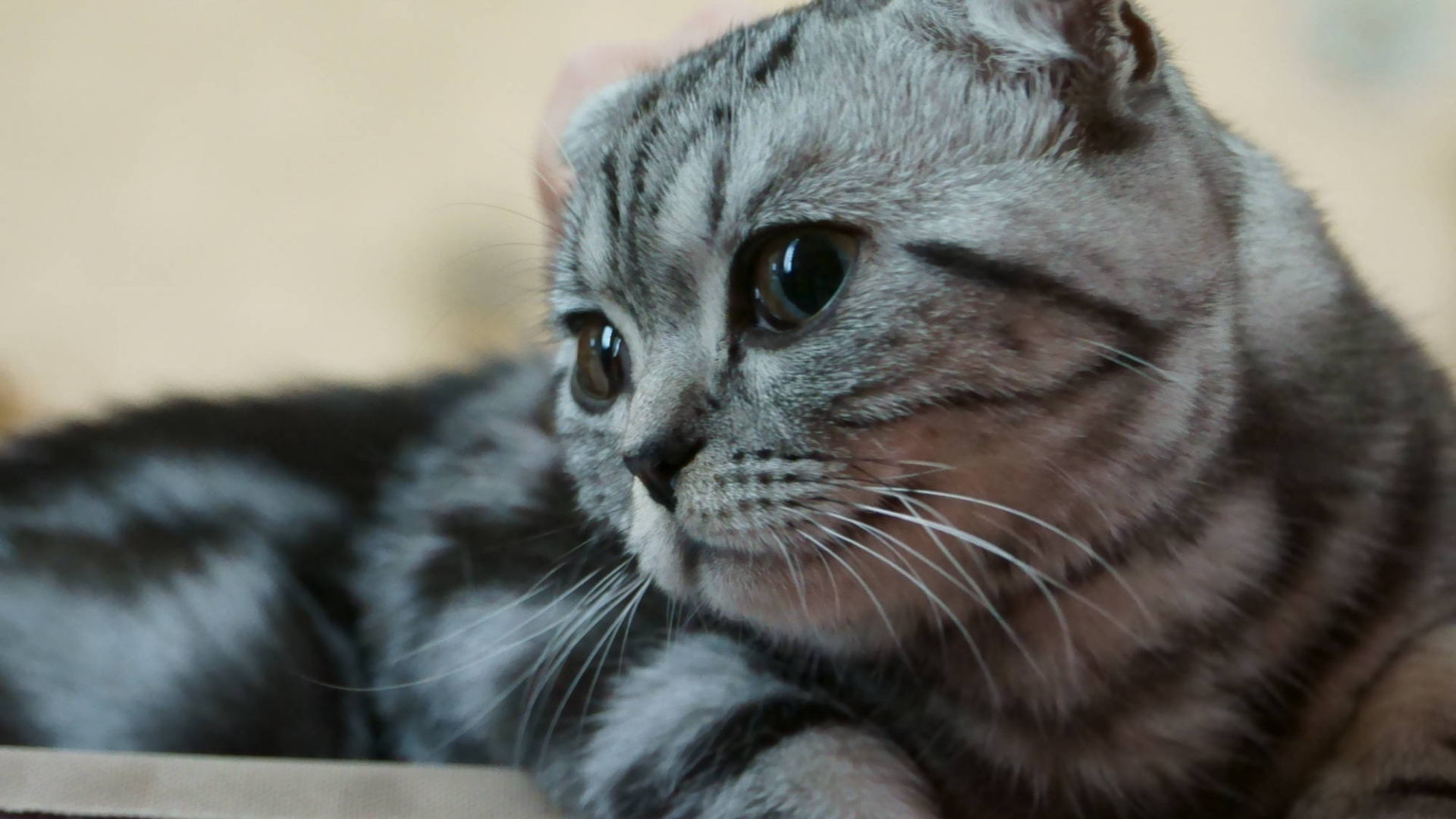 Серебристый красивый шотландский вислоухий кот