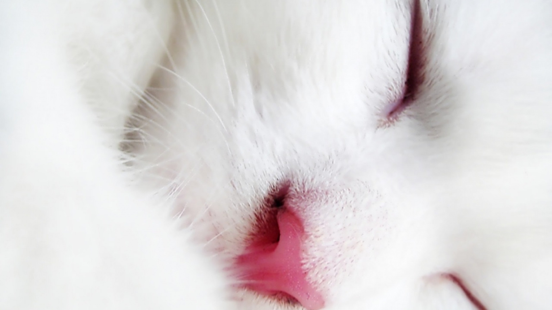 Спящий белый кот крупным планом