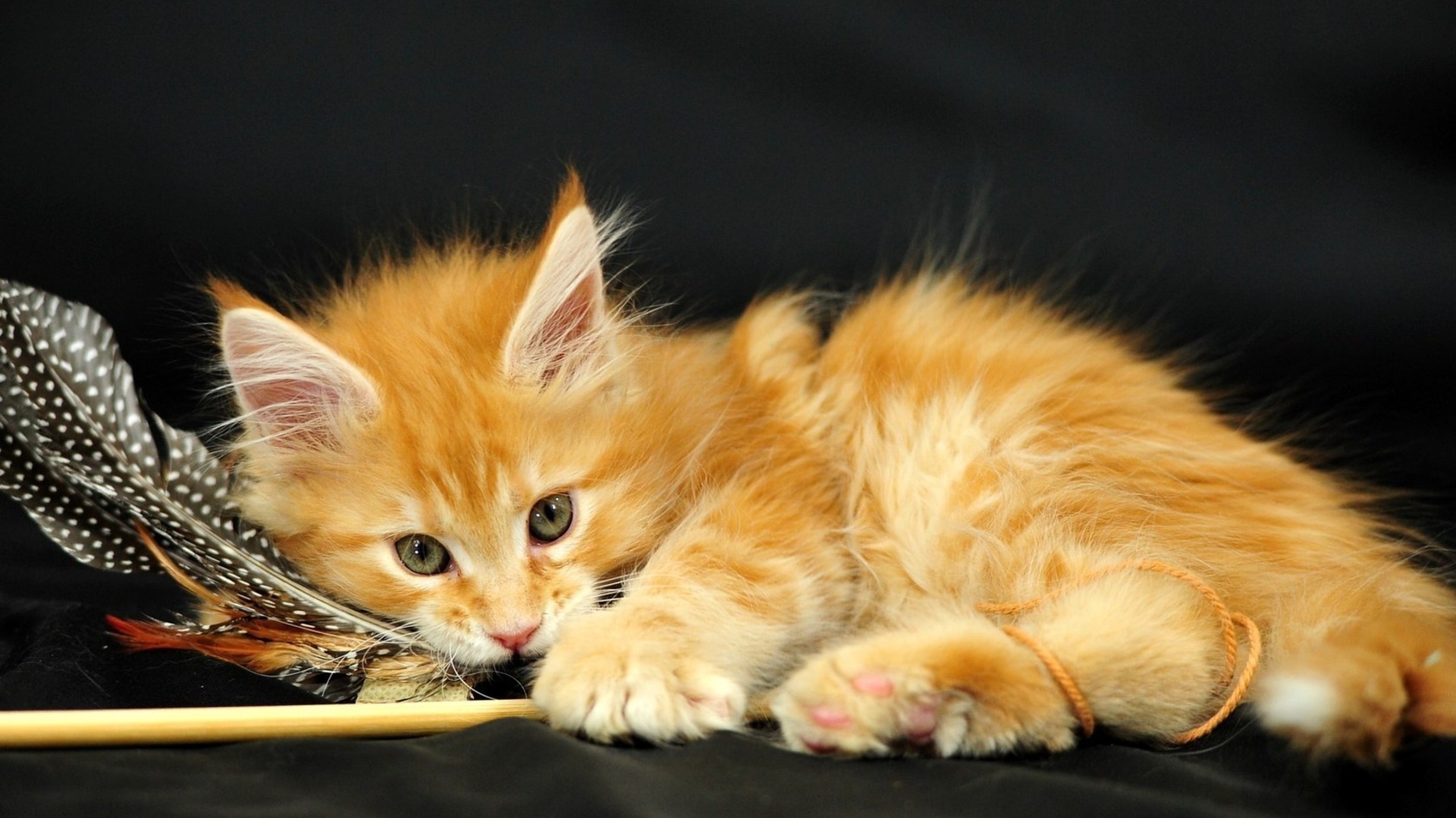 Маленький красивый рыжий кот и перо