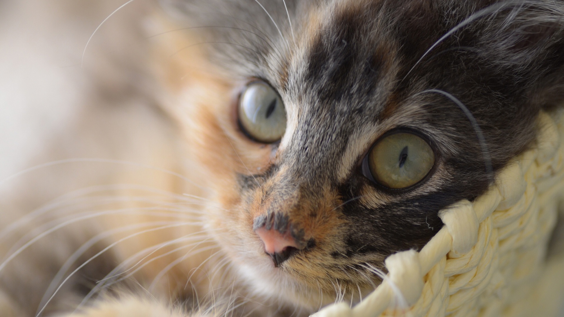 Маленький разноцветный грустный кот