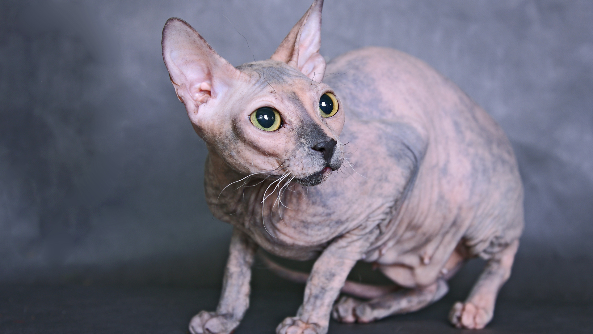 Кот сфинкс на сером фоне