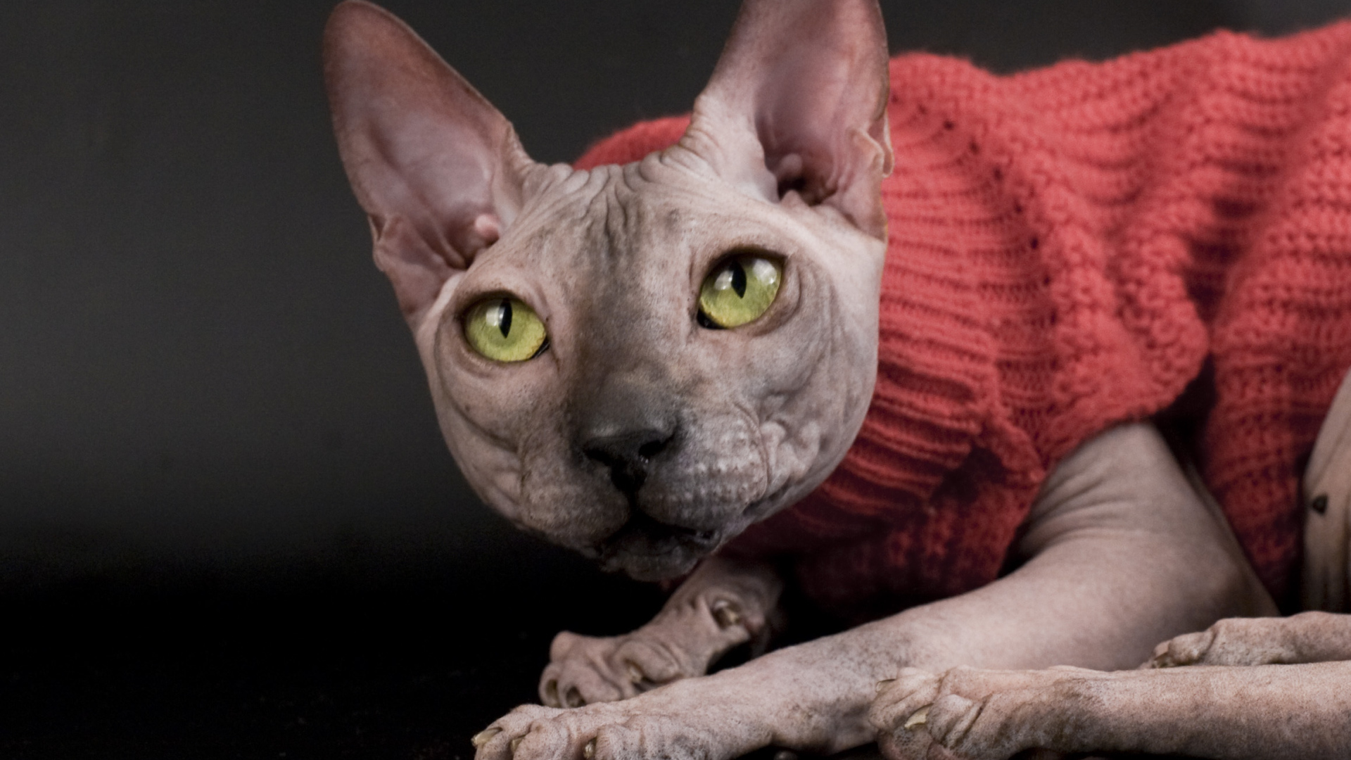 Кот сфинкс в свитере