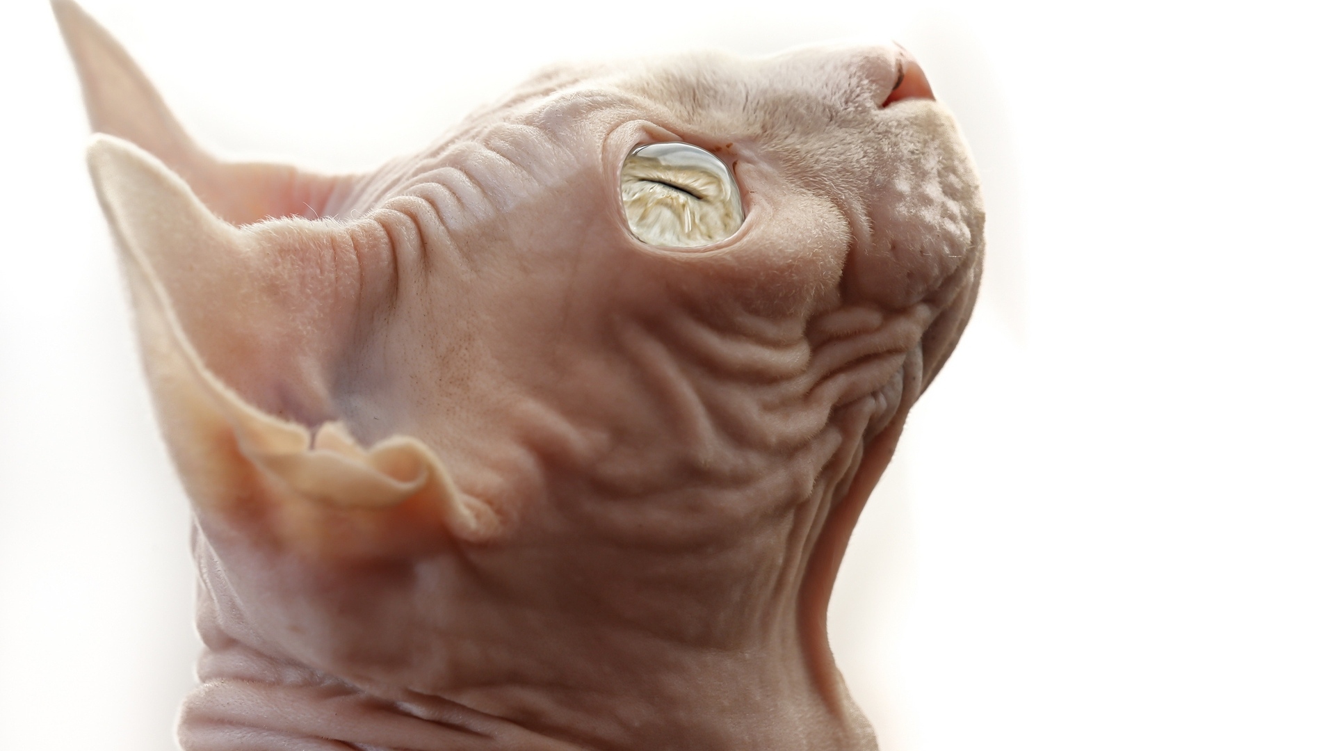 Кот сфинкс на белом фоне