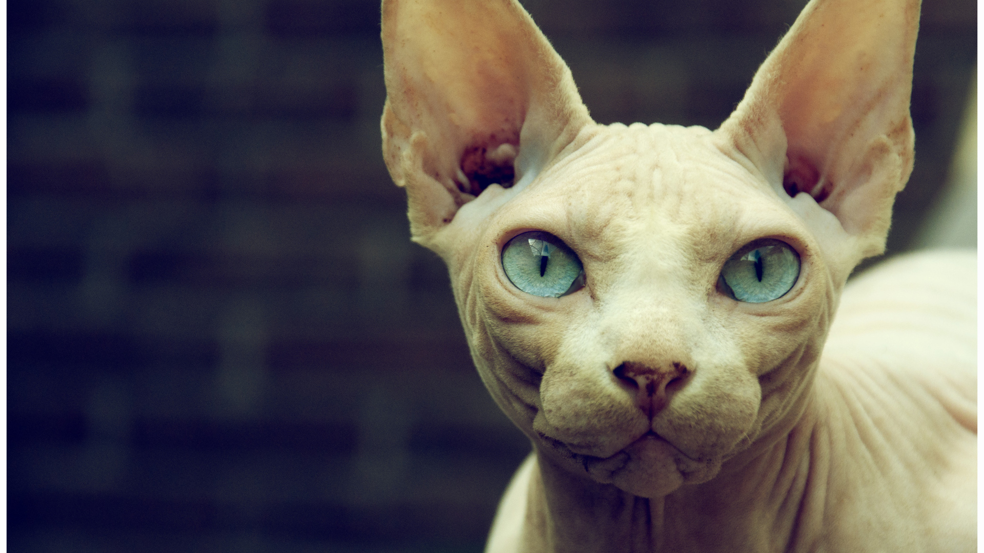 Кот сфинкс с голубыми глазами