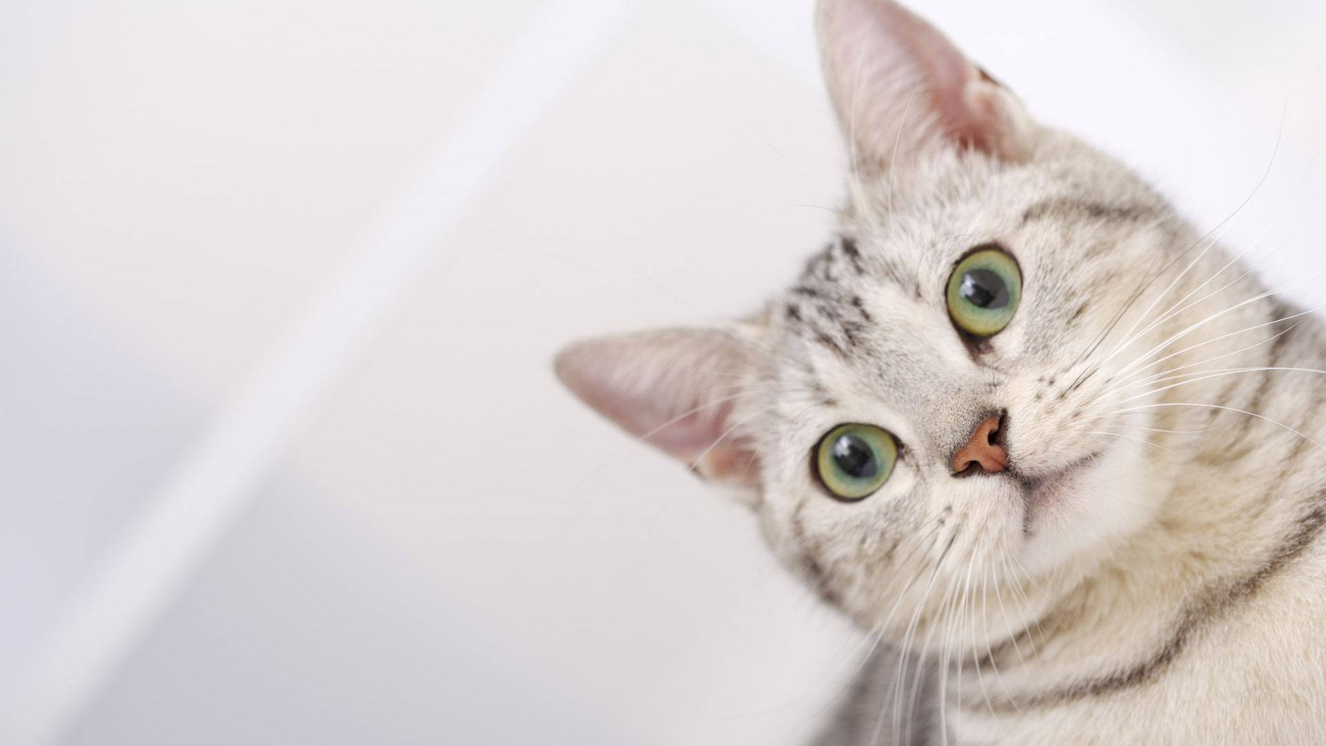 Полосатый серый кот с зелёными глазами