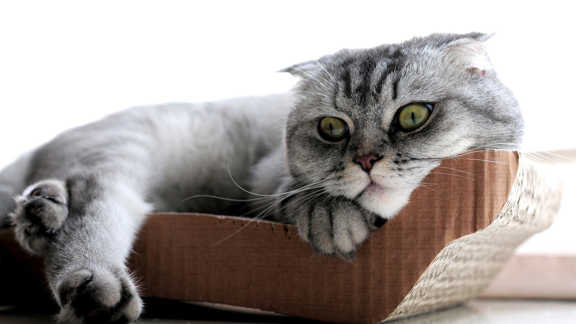 Удивленный шотландский вислоухий кот с зелёными глазами