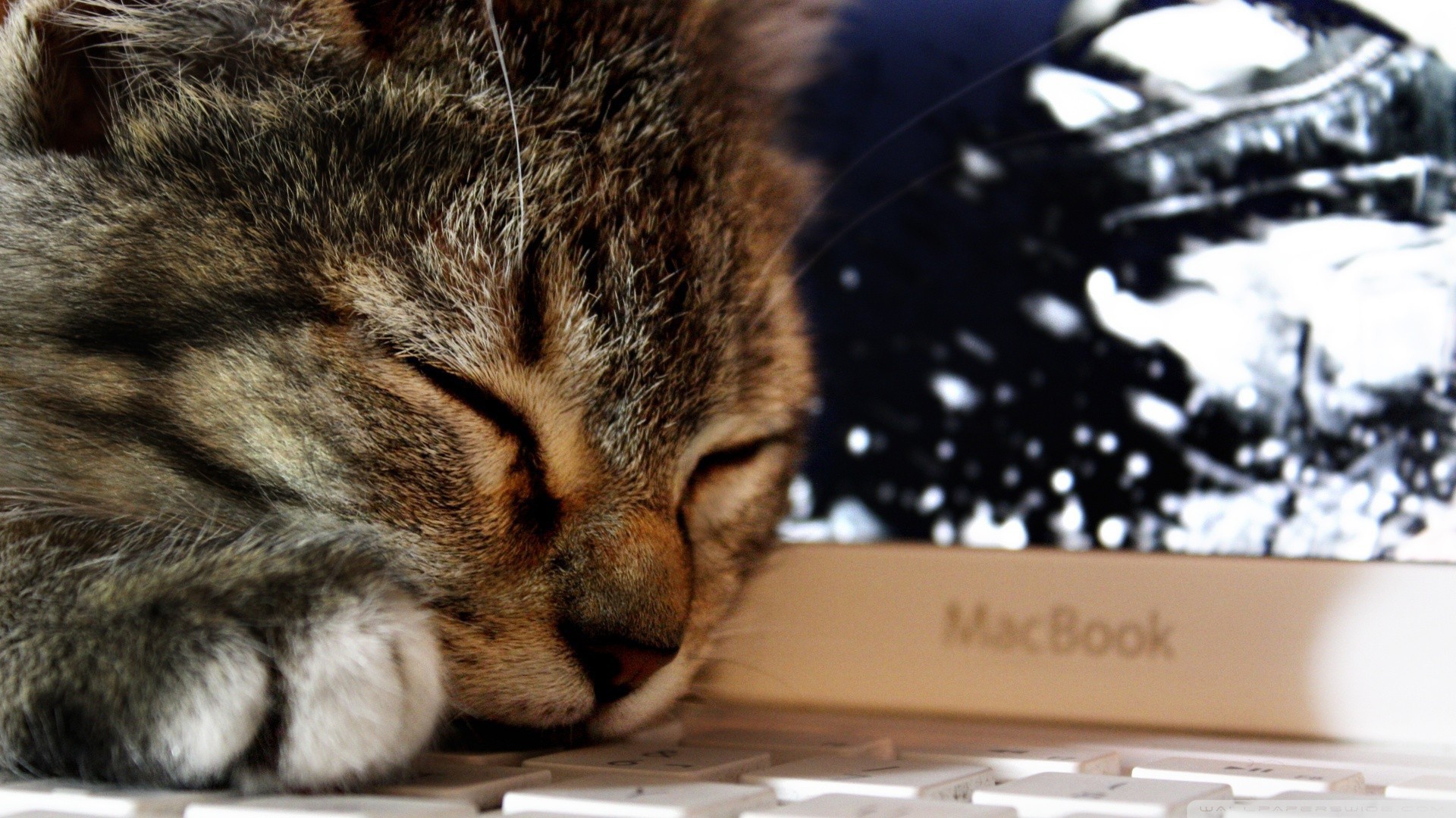 Кот спит на клавиатуре ноутбука