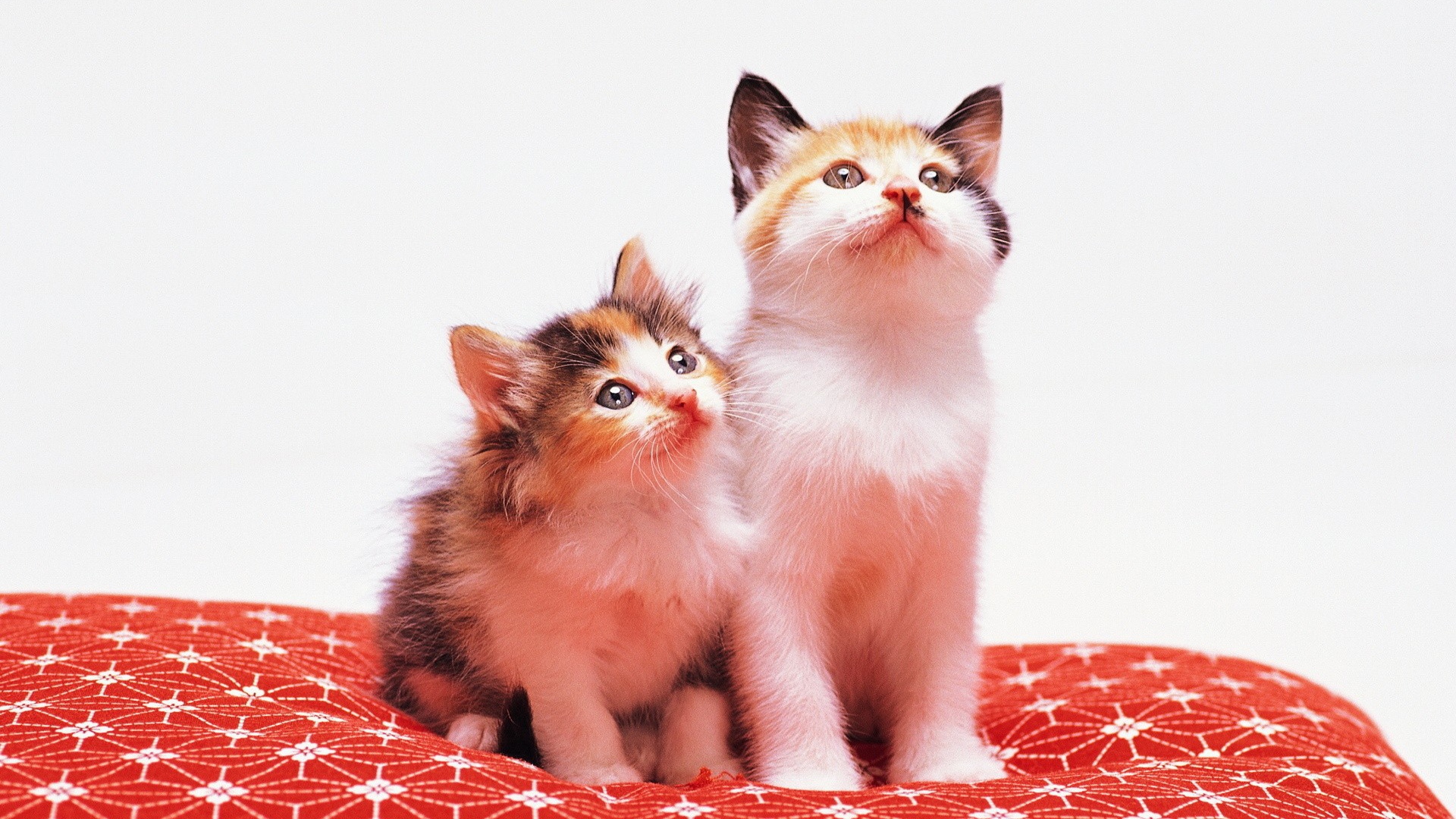 Два милых котенка