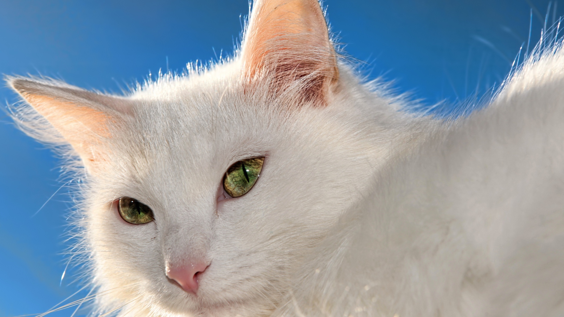 Белый кот на фоне голубого неба