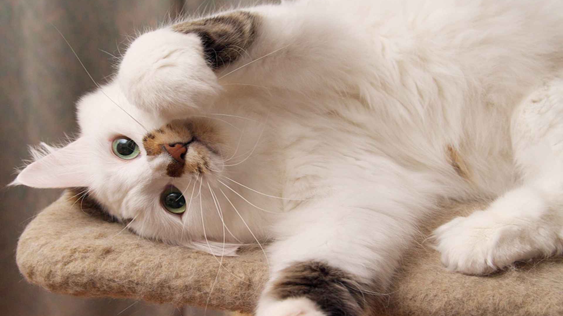 Белый пушистый кот развалился