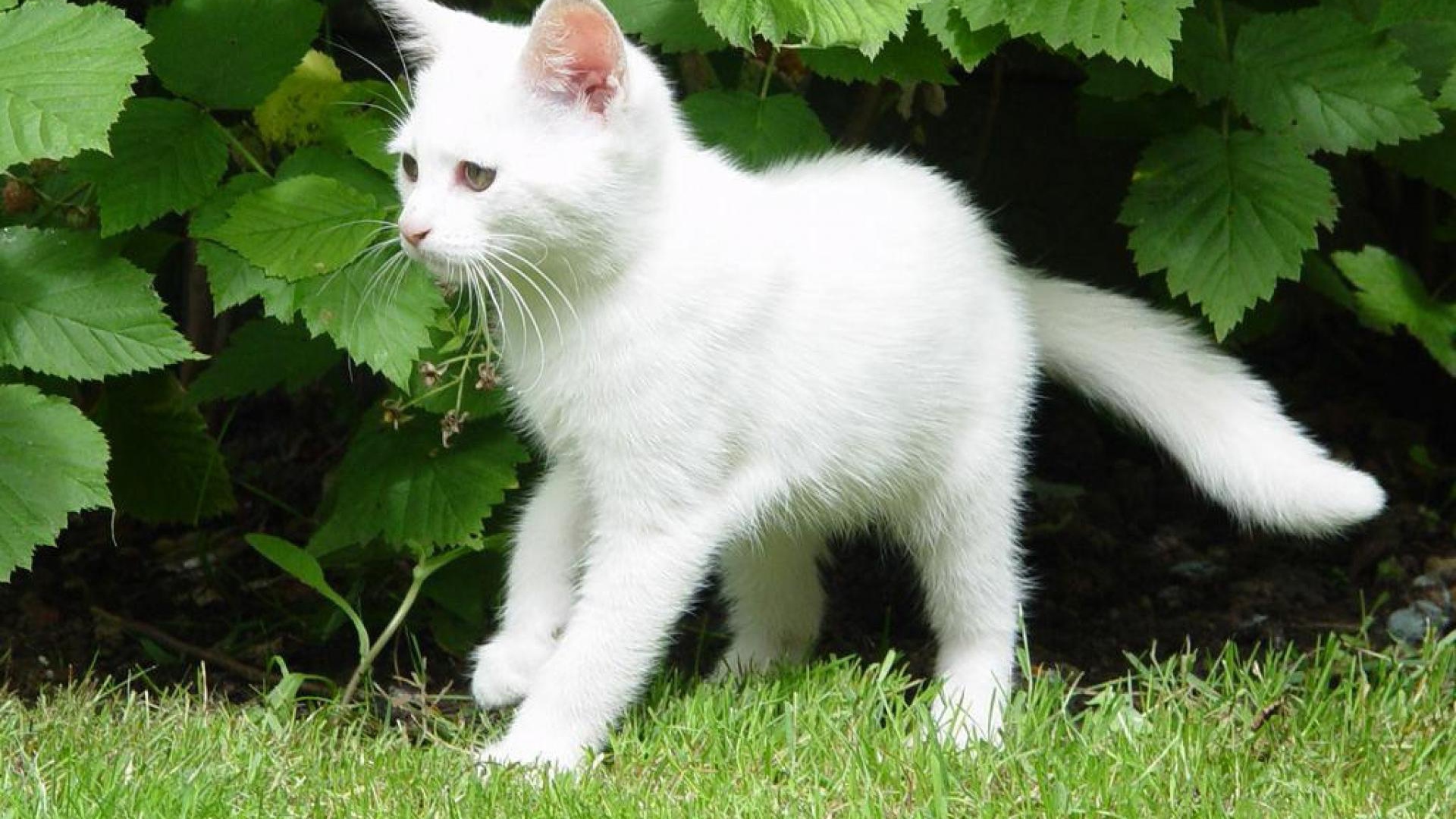 Белый молодой кот в кустах