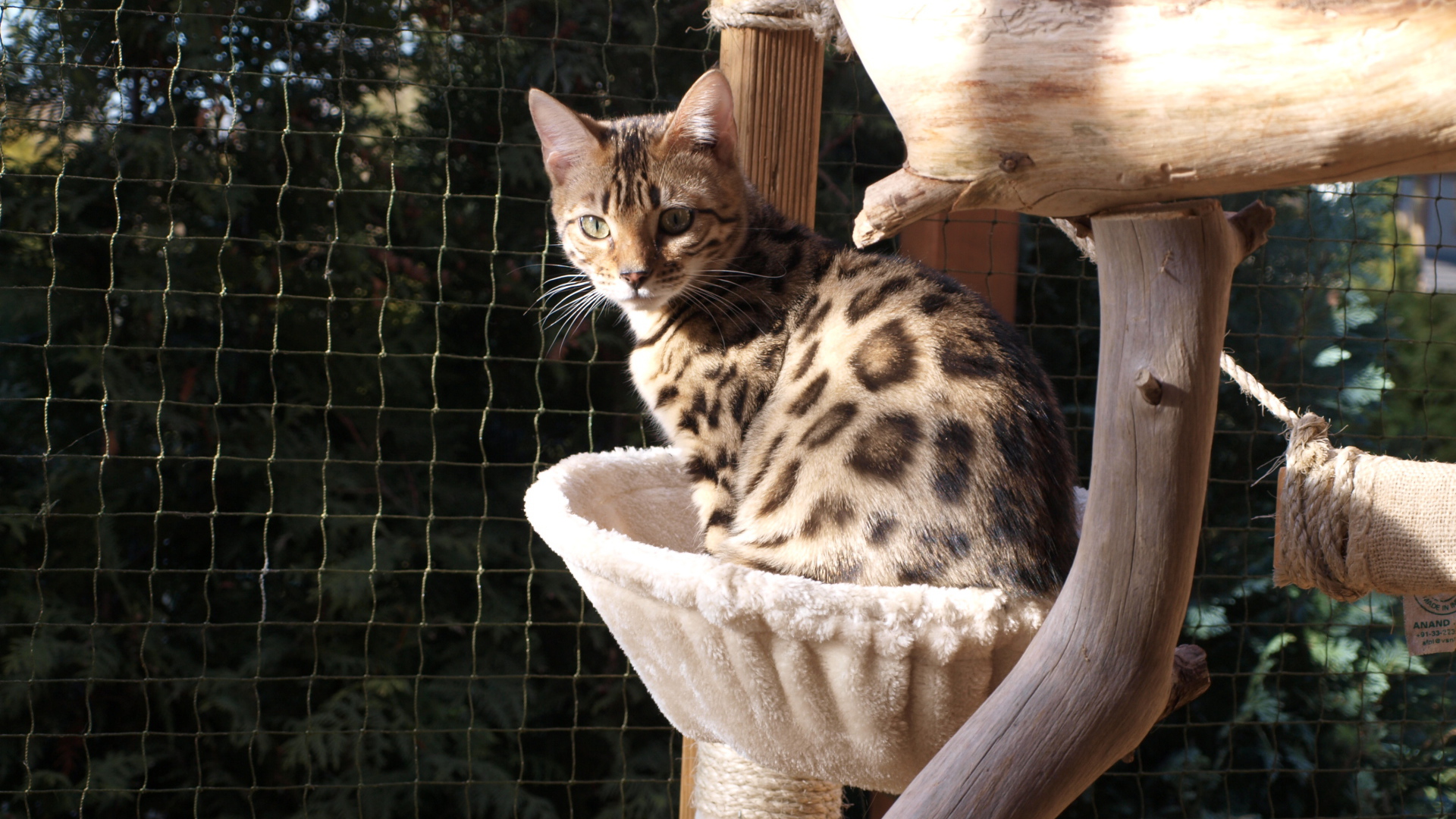 Молодой бенгальский кот