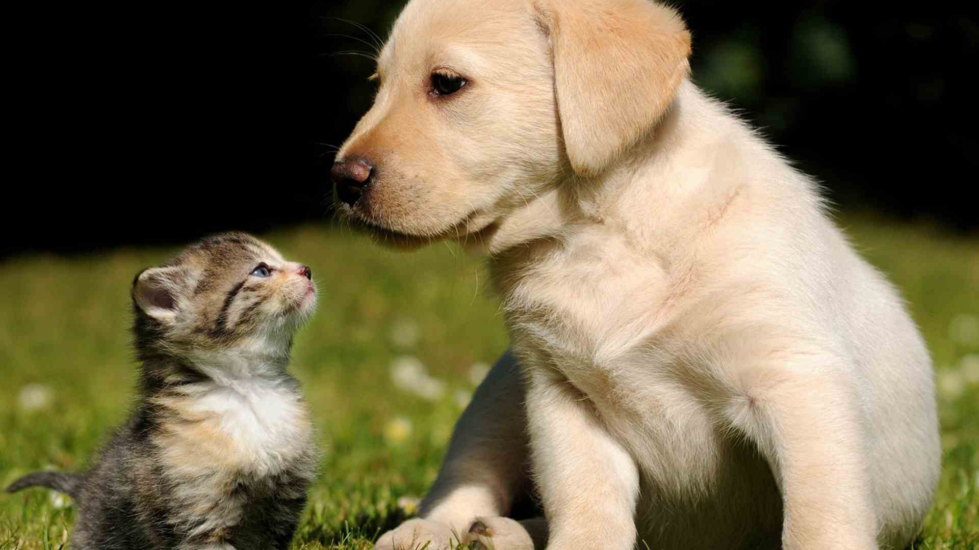 Маленькие красивые кот и пёс