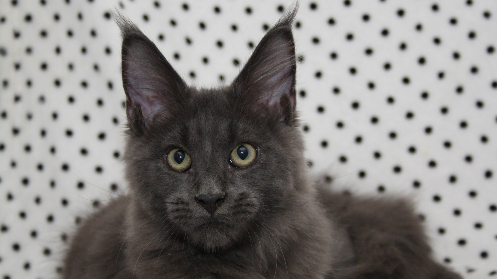 Молодой серый кот мейн-кун