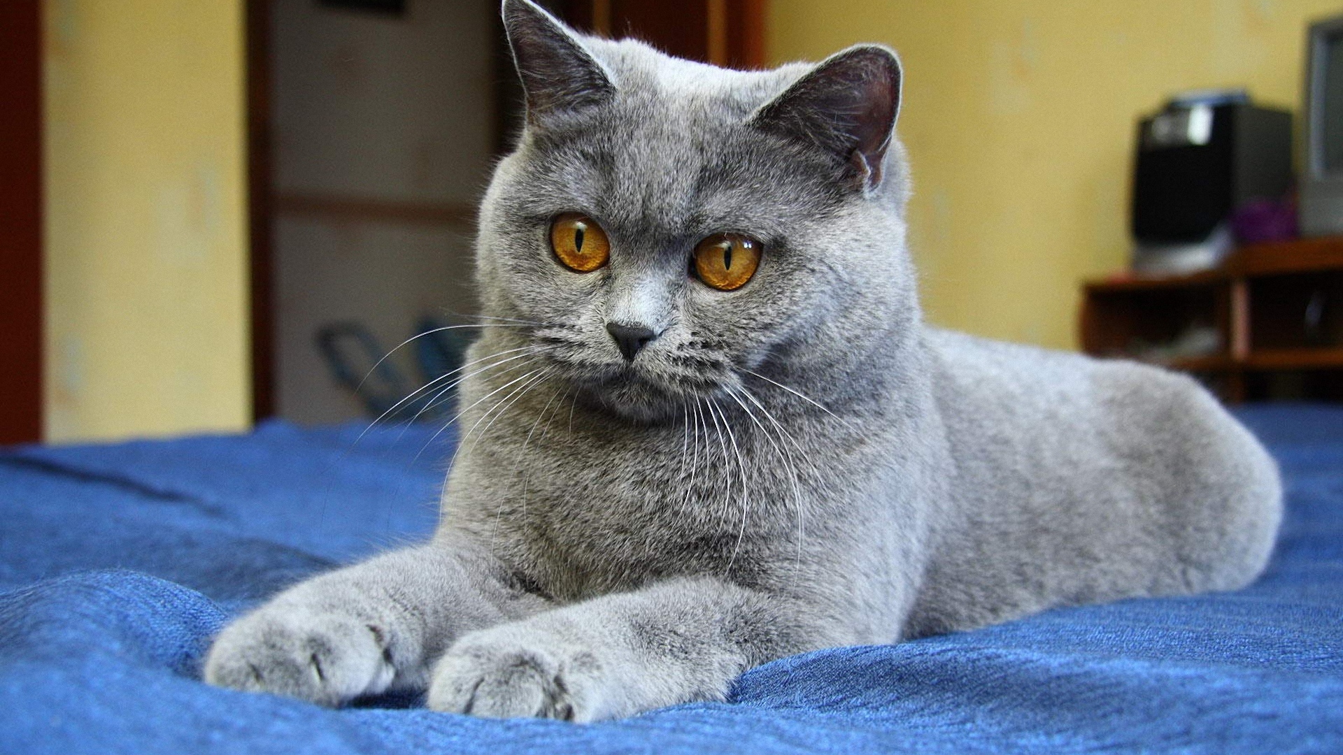 Молодой красивый британский короткошёрстный кот