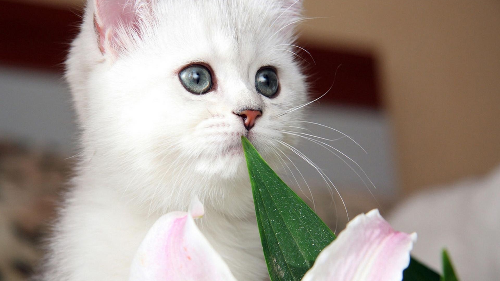 Красивый котёнок с серыми глазами и цветок