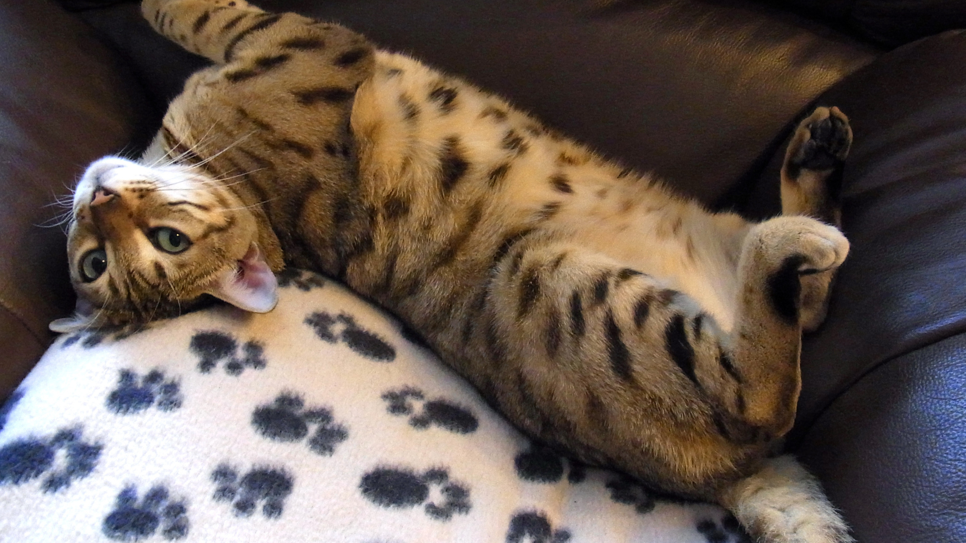 Бенальский кот расслабляется на кресле