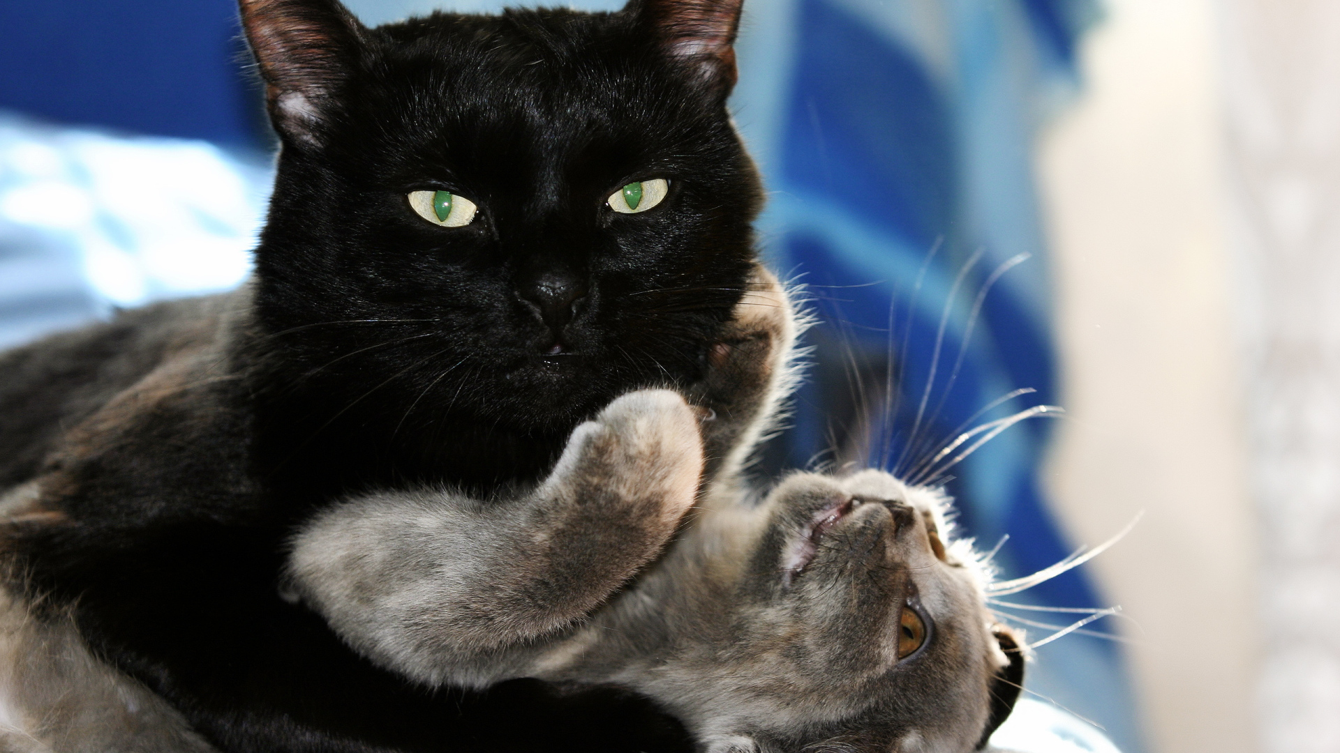 Чёрный и серый кот играют