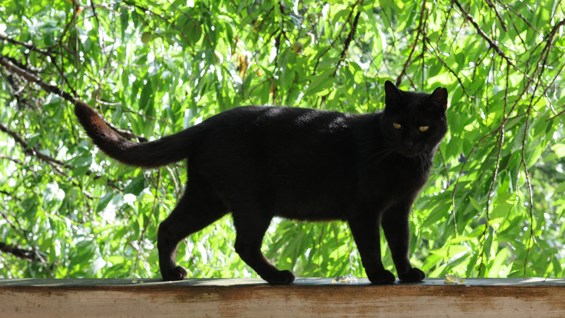 Чёрный кот на заборе под деревом