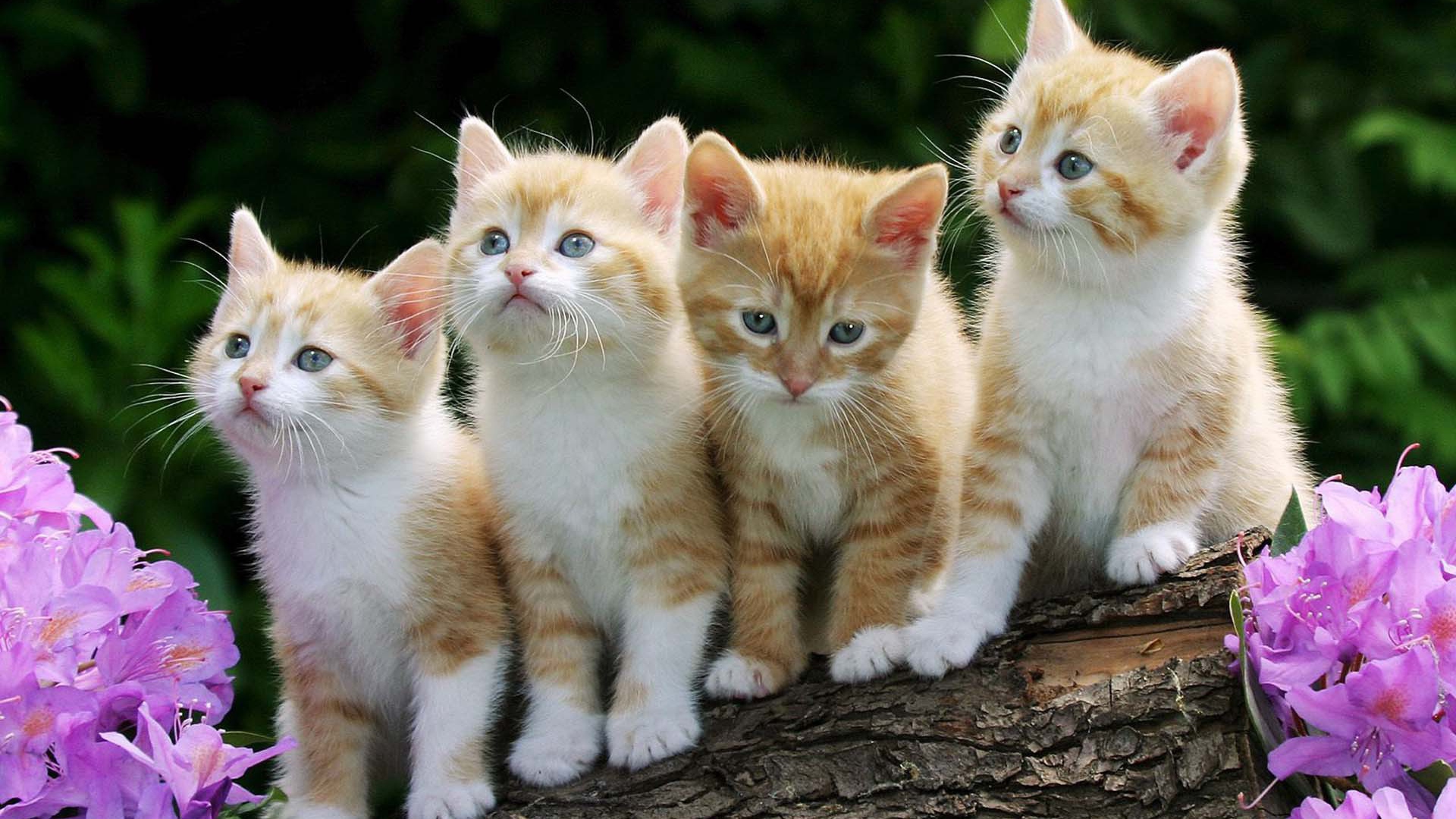 Четыре смешных котёнка