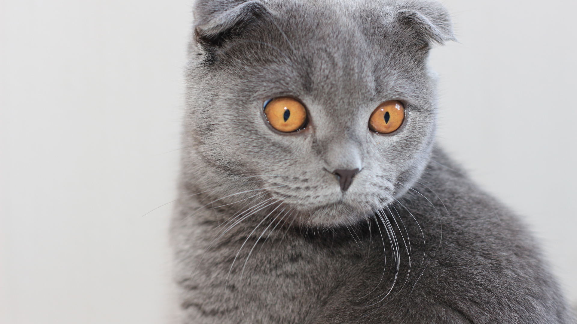 Серый шотландский вислоухий кот с большими карими глазами