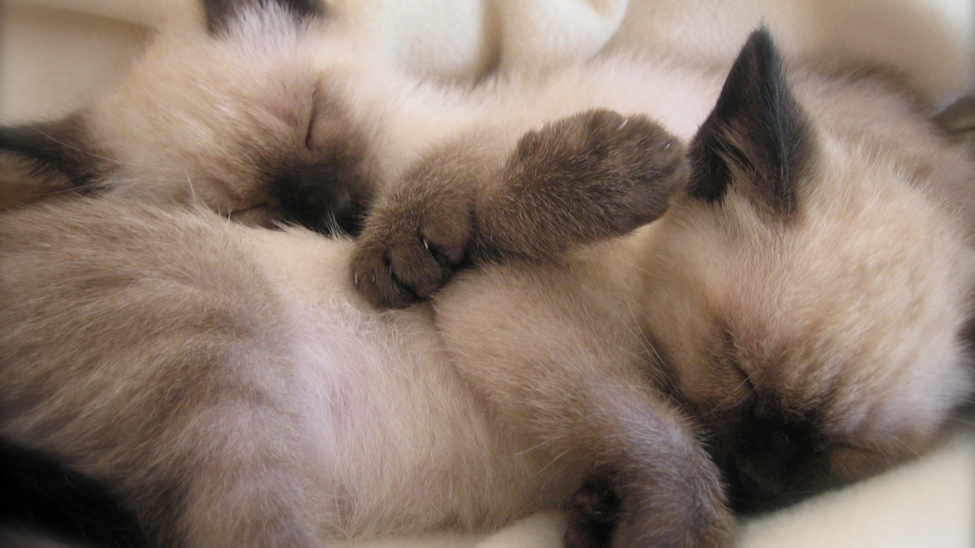 Маленькие сиамские котята