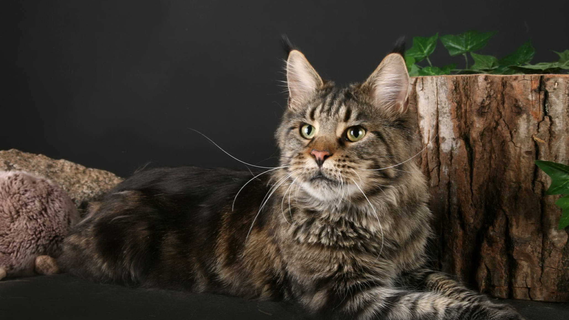 Кот Мейн-кун позирует рядом с пнём