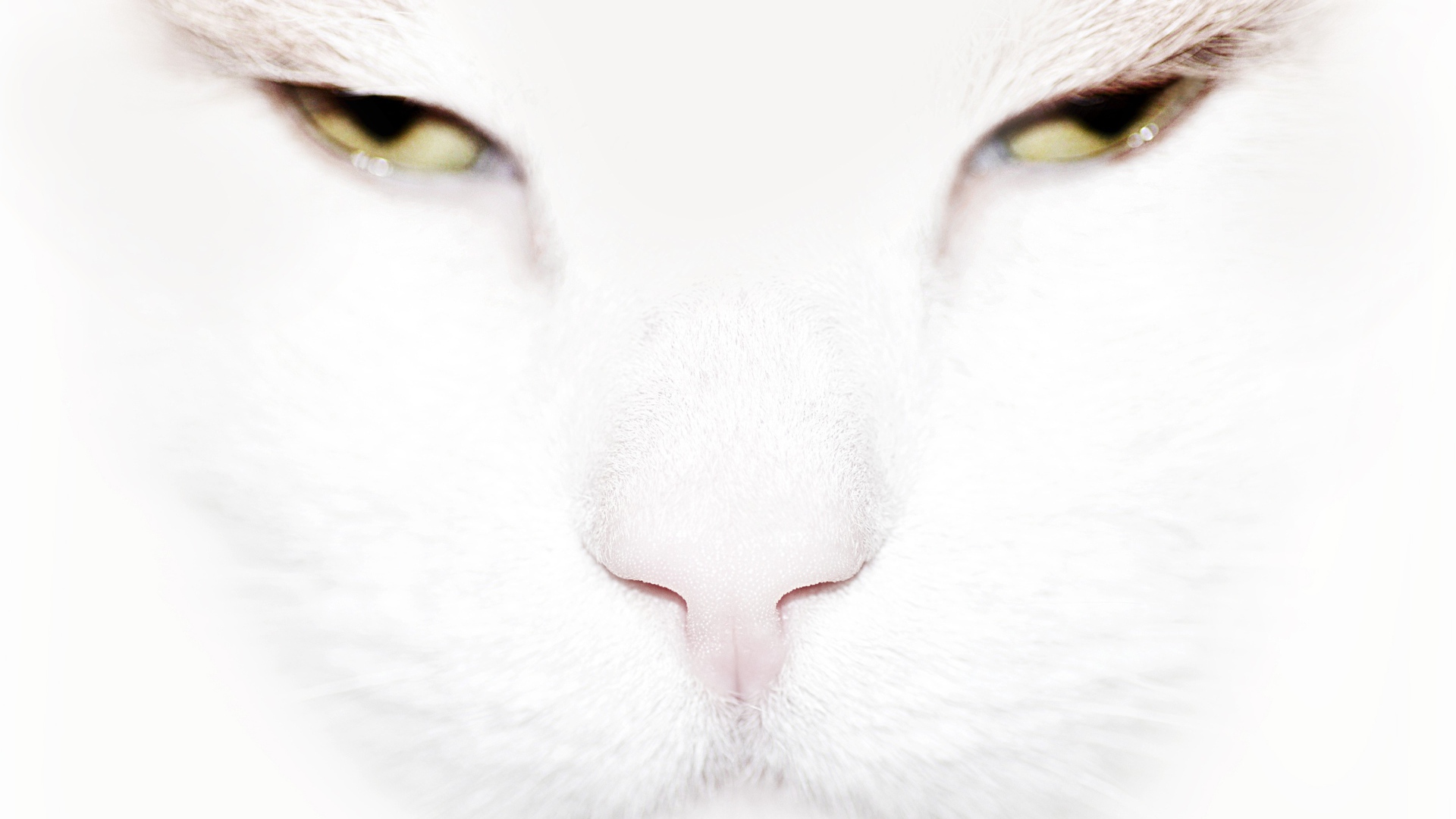 Серьёзный белый кот крупным планом