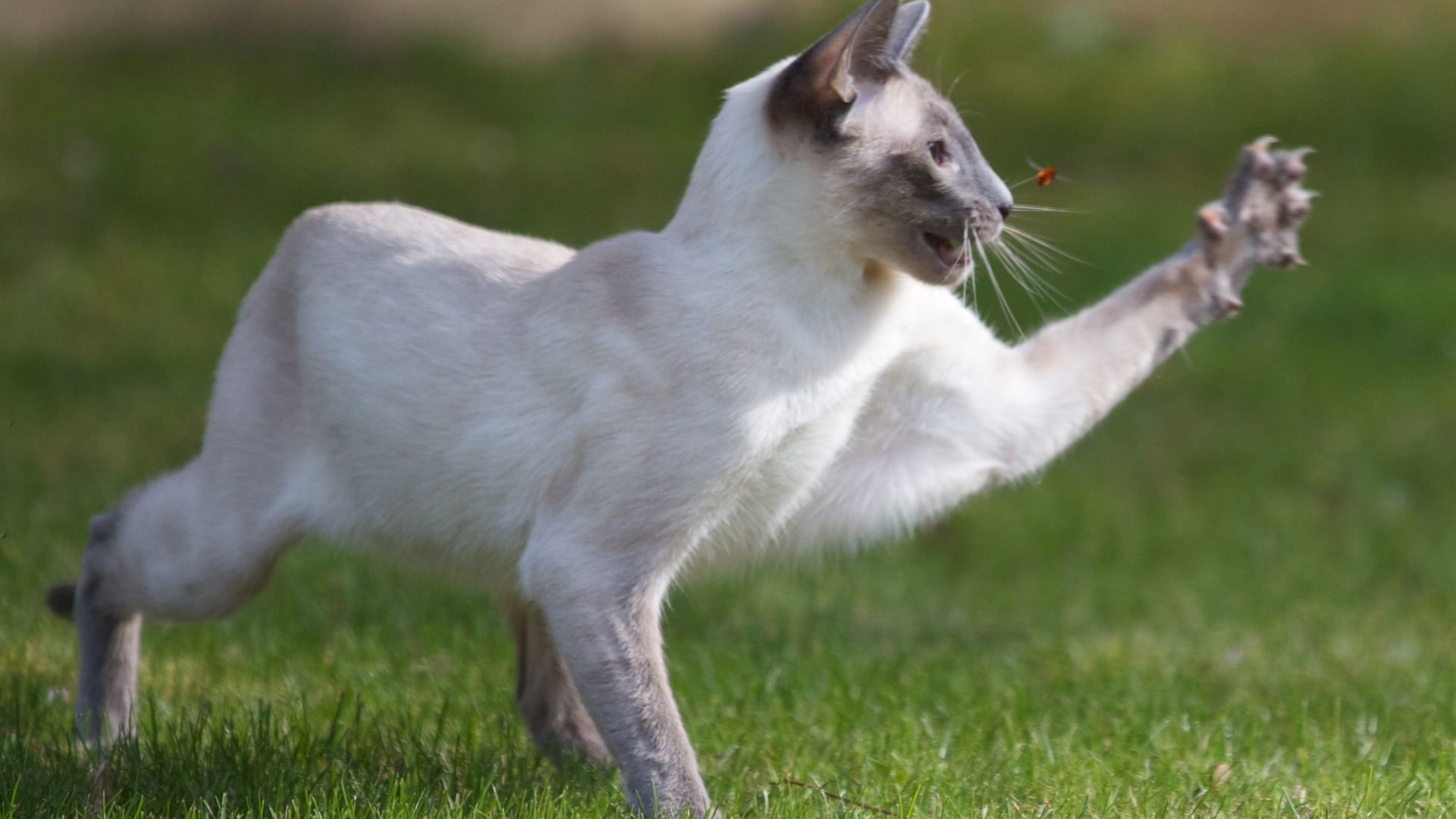 Сиамский кот охотится на насекомое