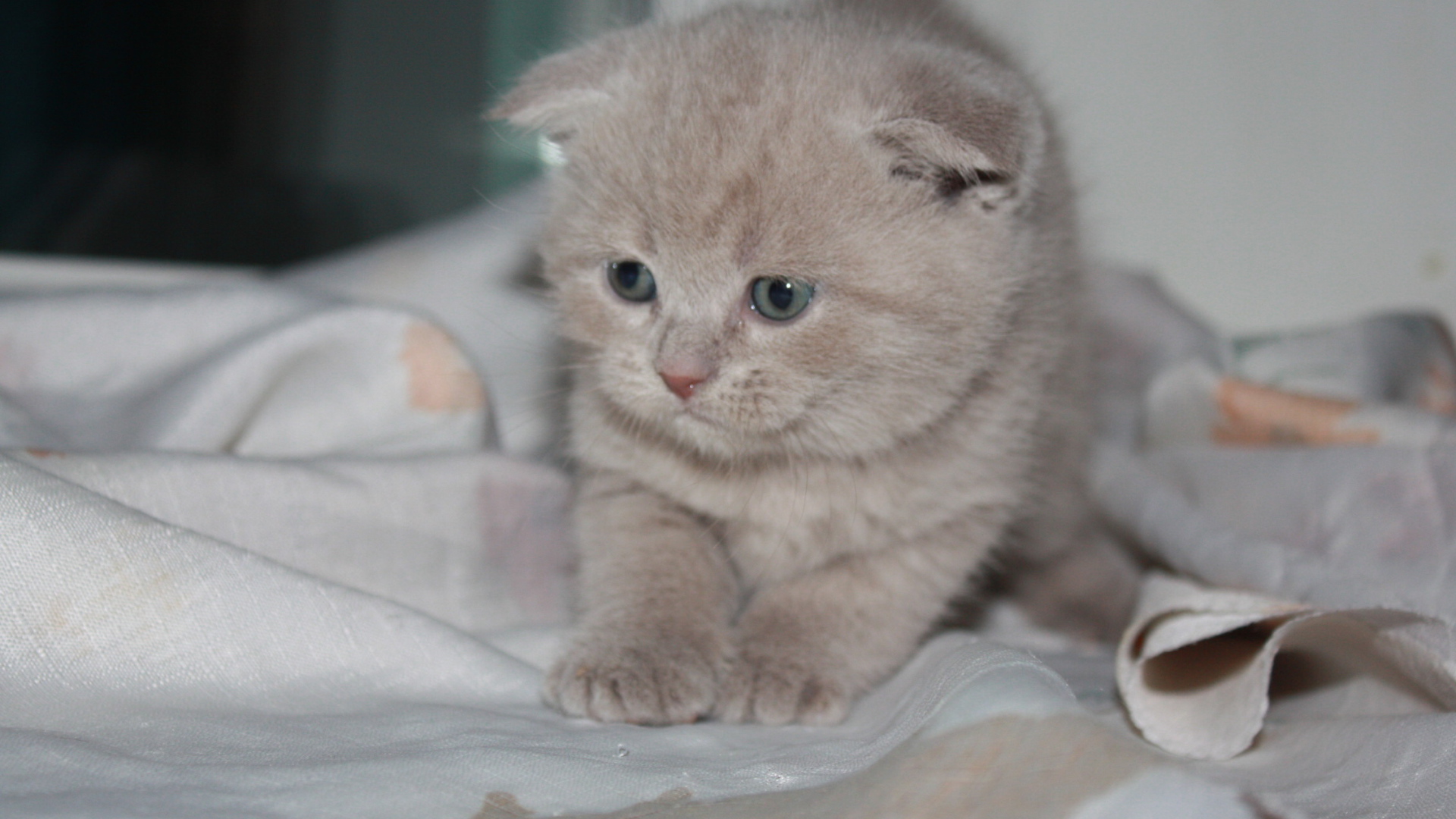 Маленький рыжий шотландский вислоухий кот