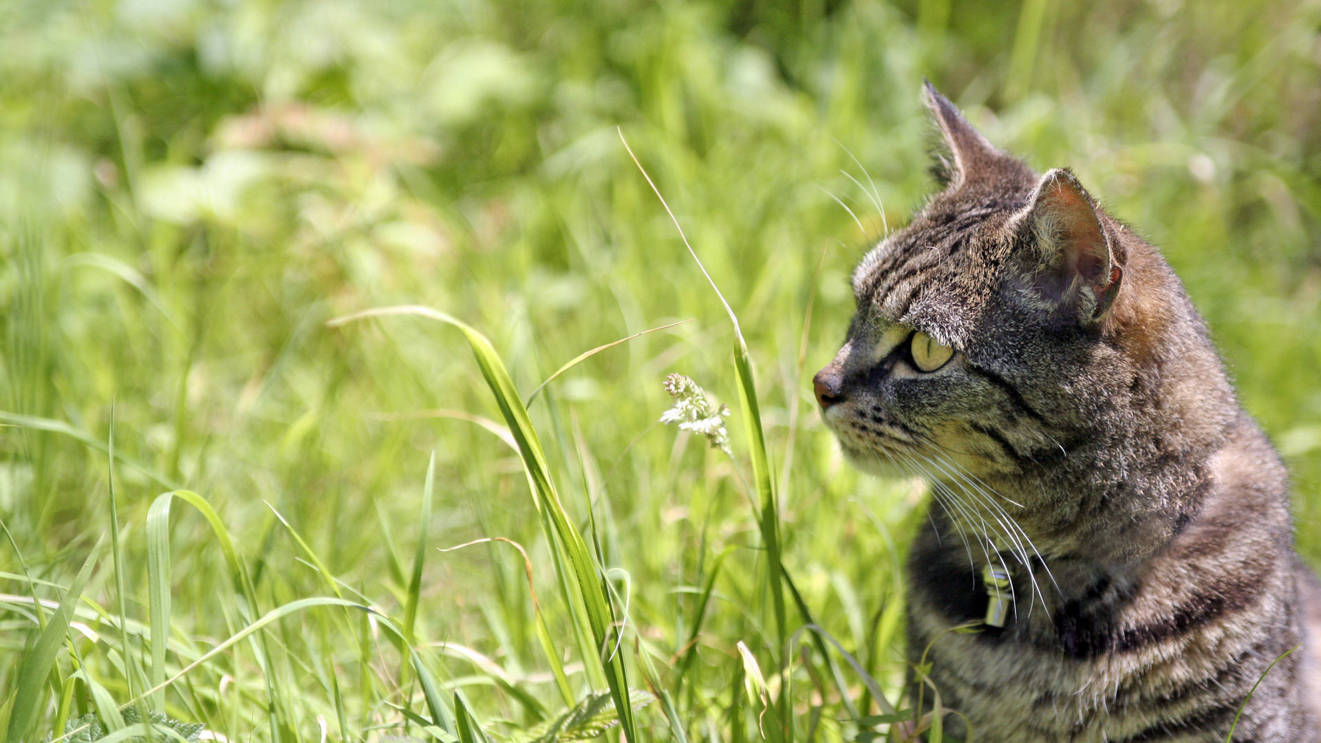Полосатый кот в траве