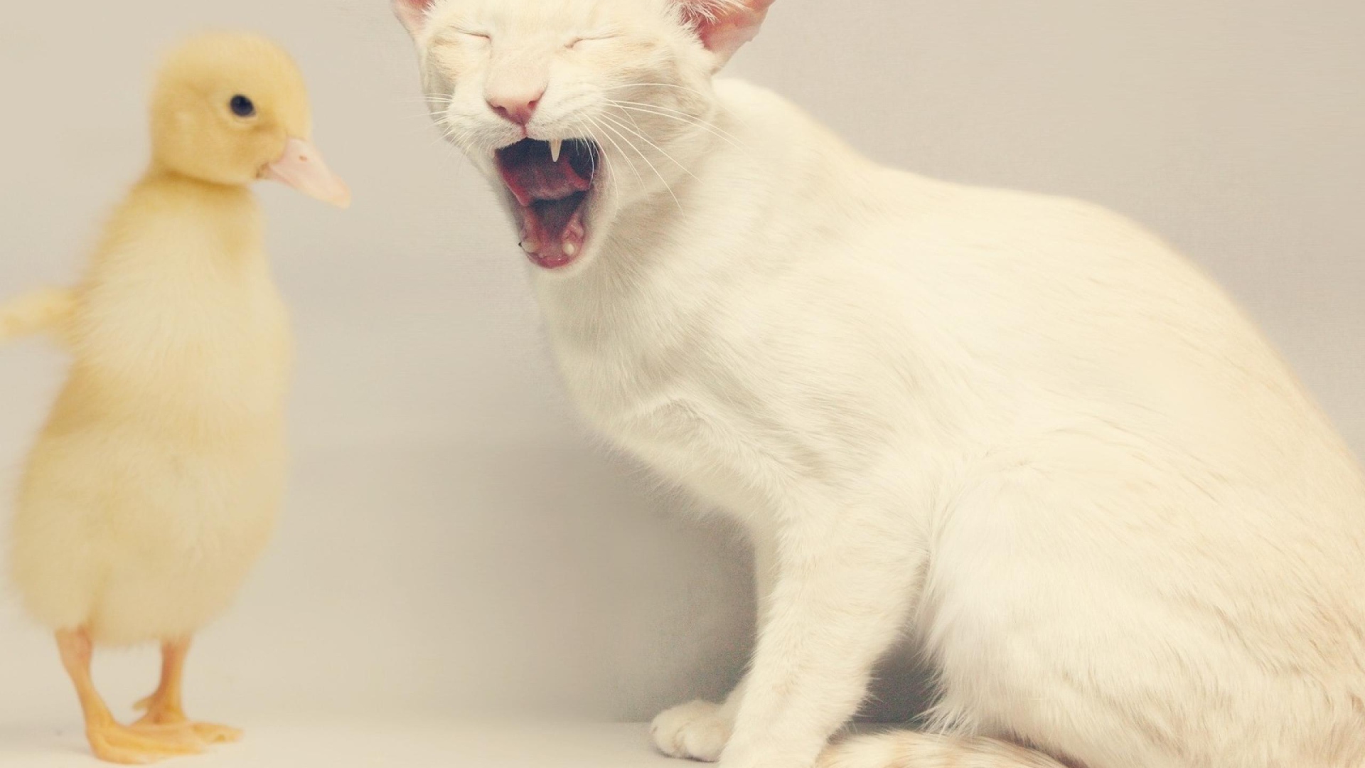 Белый кот и утёнок