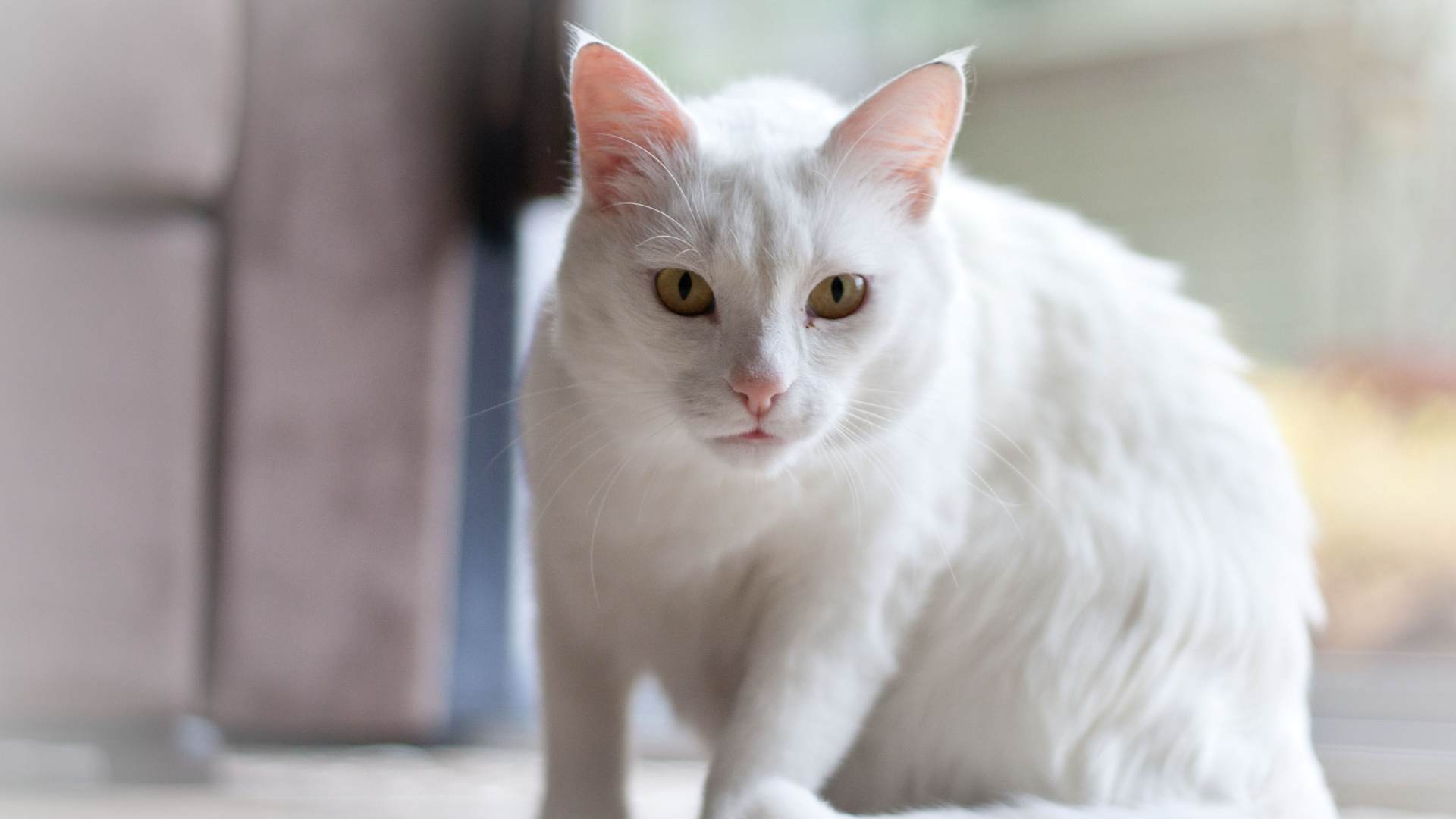 Белый серьёзный кот