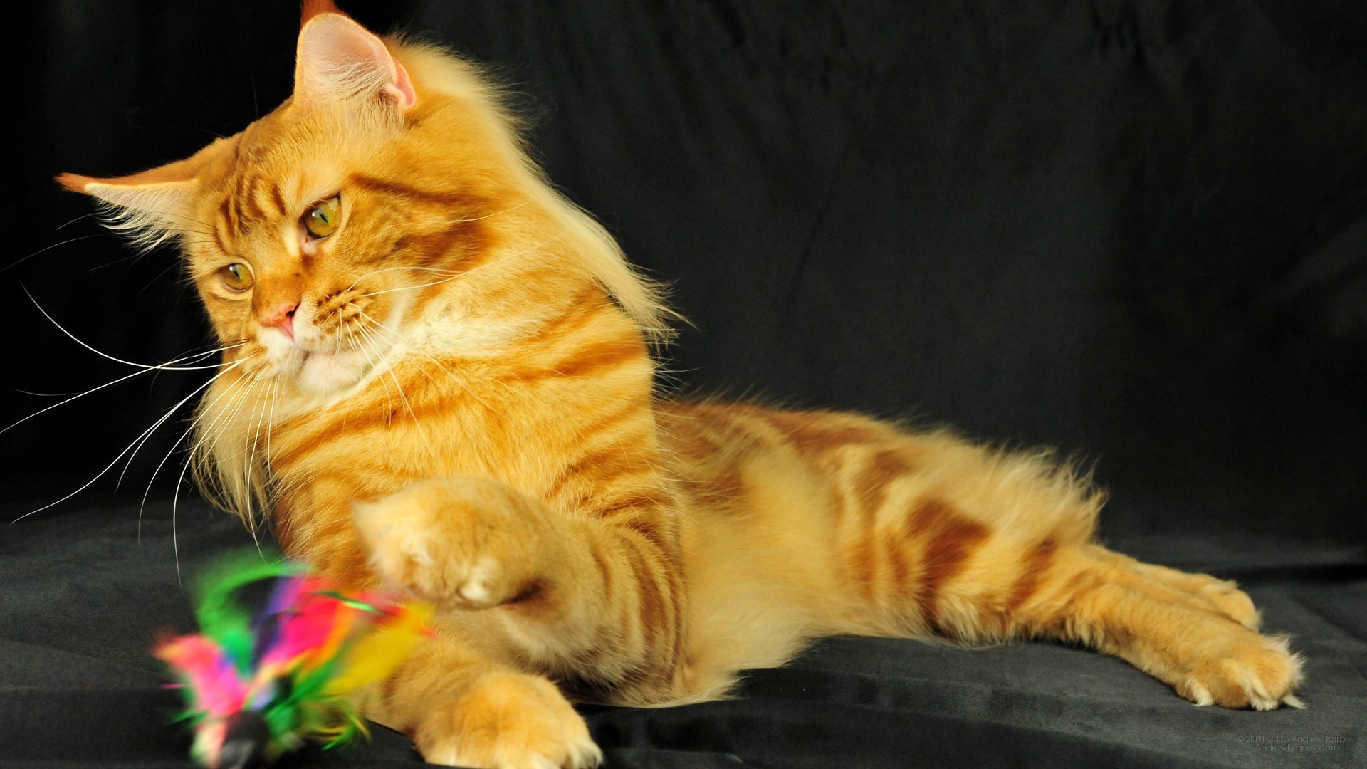 Рыжий молодой кот мейн-кун играет на чёрном фоне